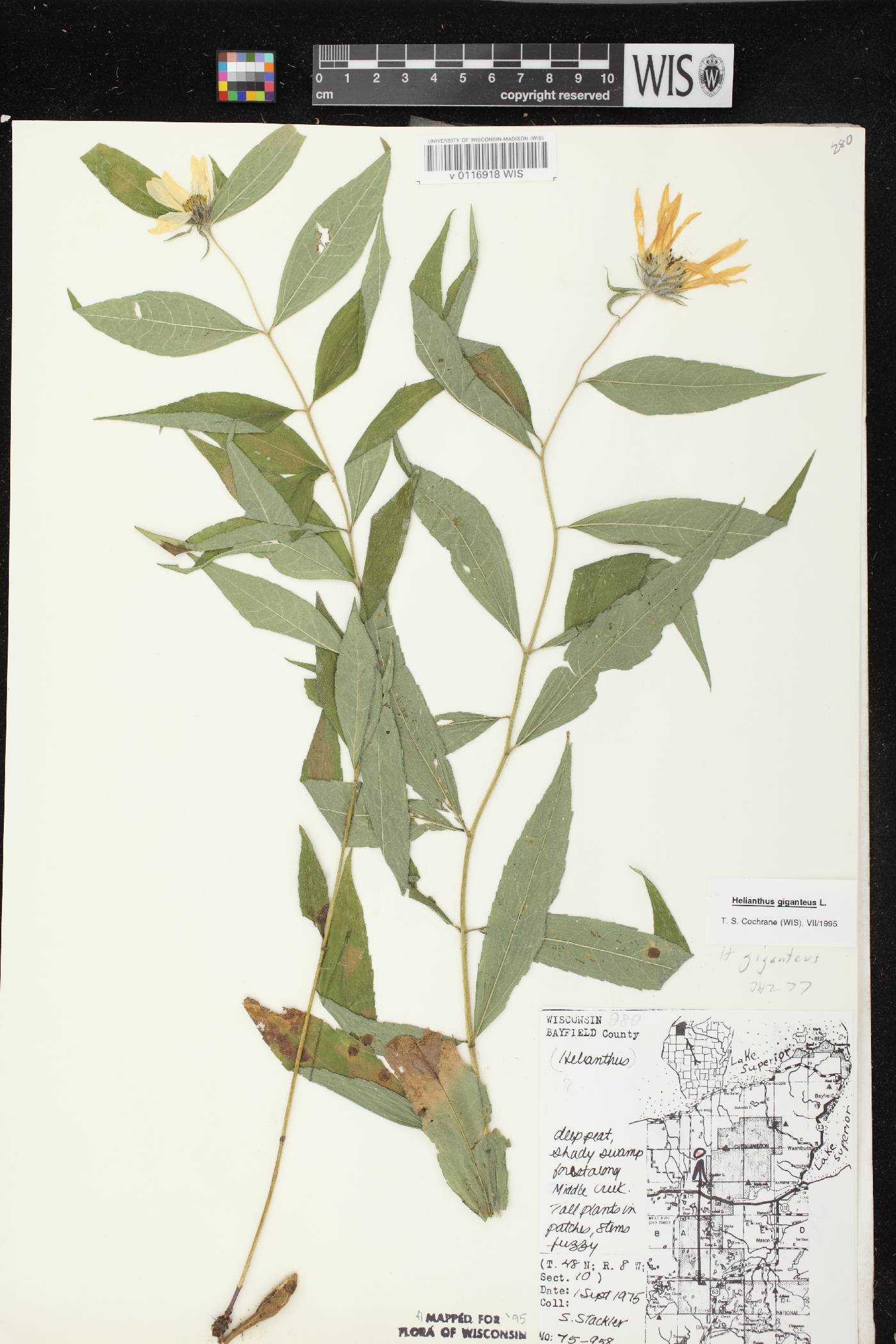 Helianthus giganteus image
