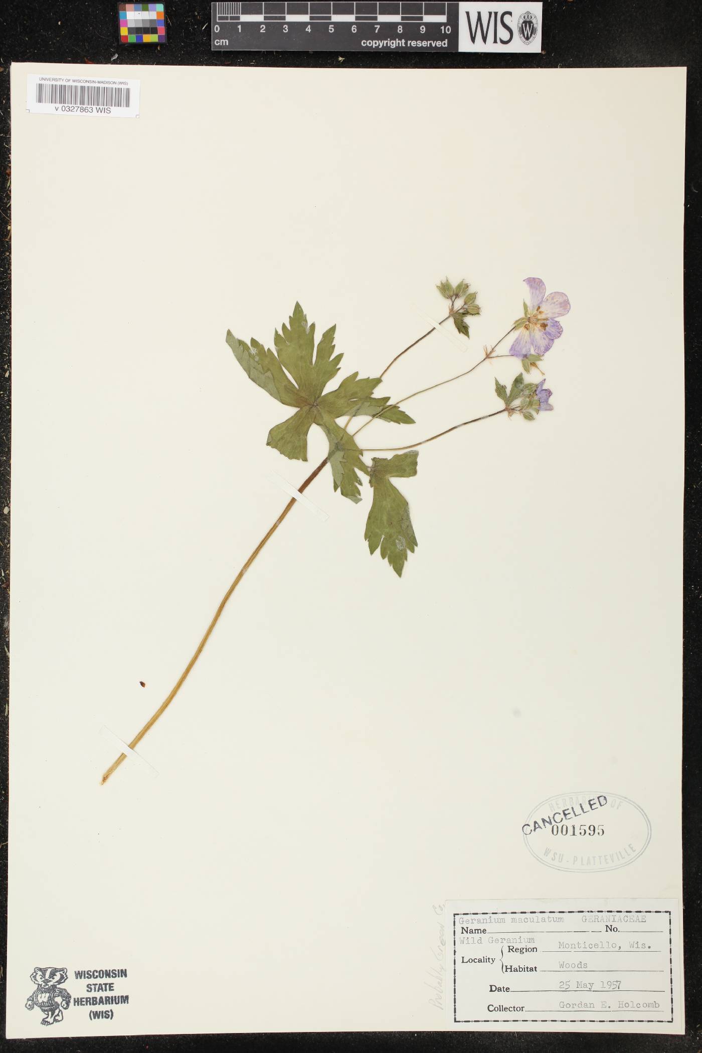 Geranium maculatum image