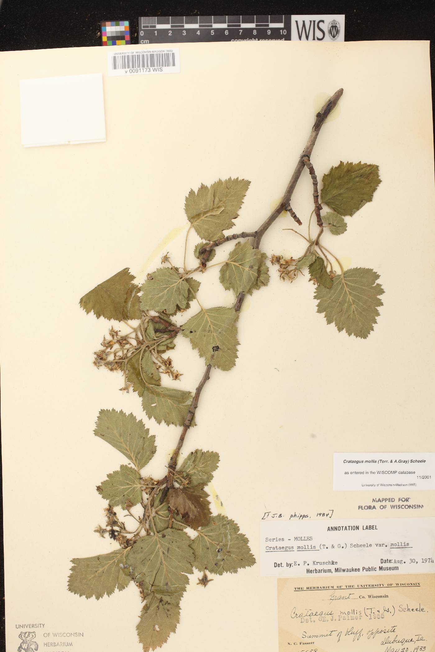 Crataegus mollis image