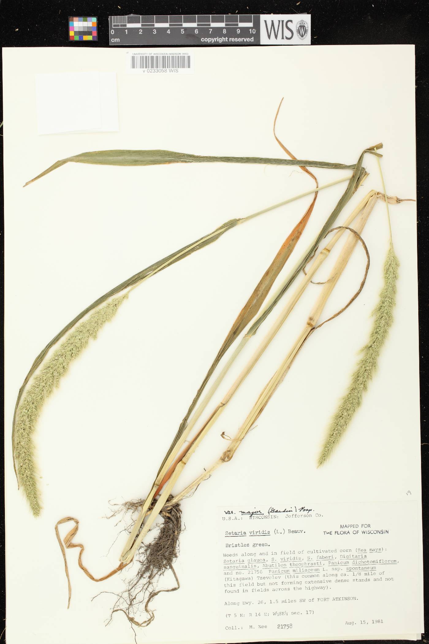 Setaria viridis var. major image