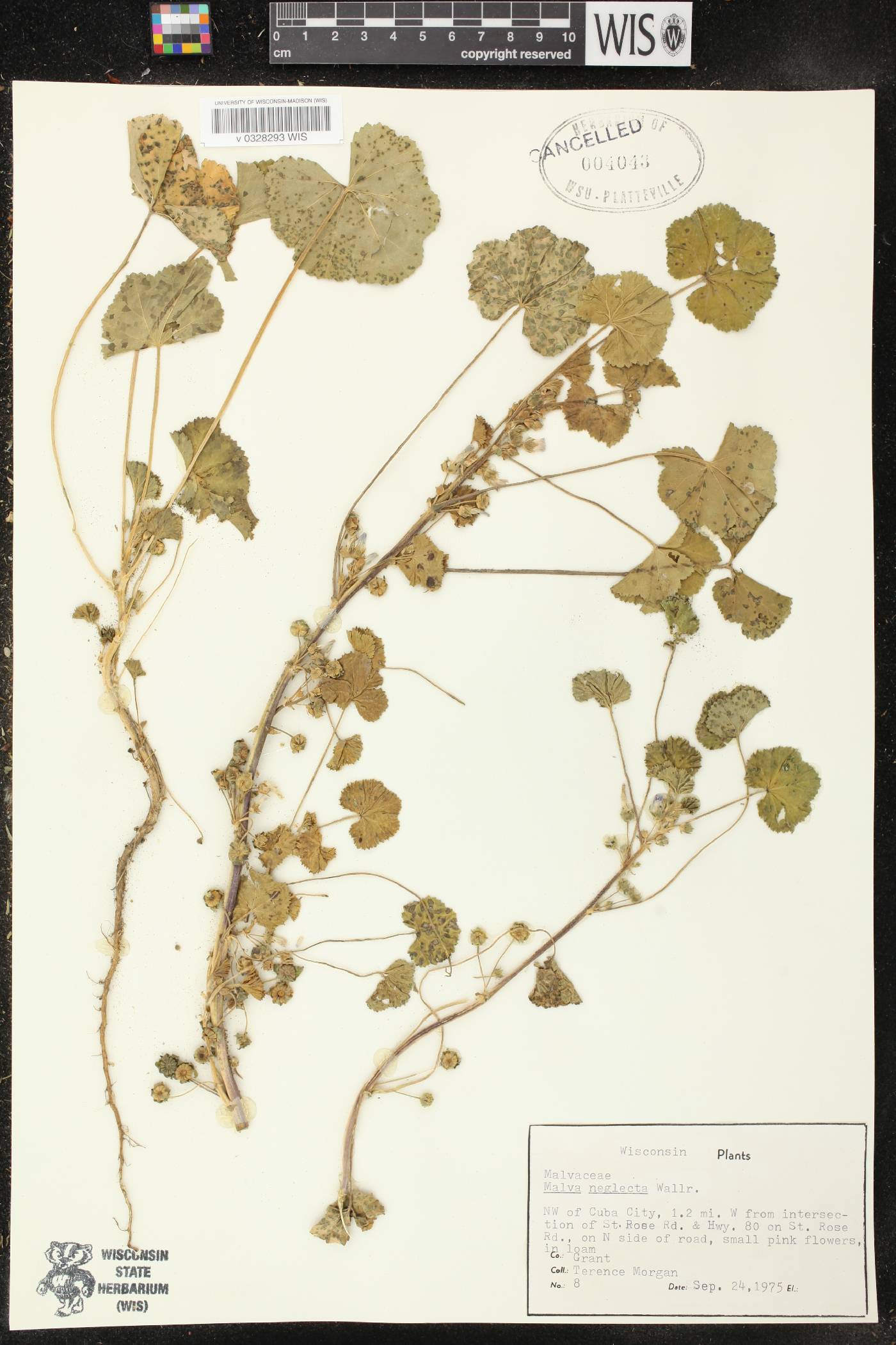 Malva neglecta image
