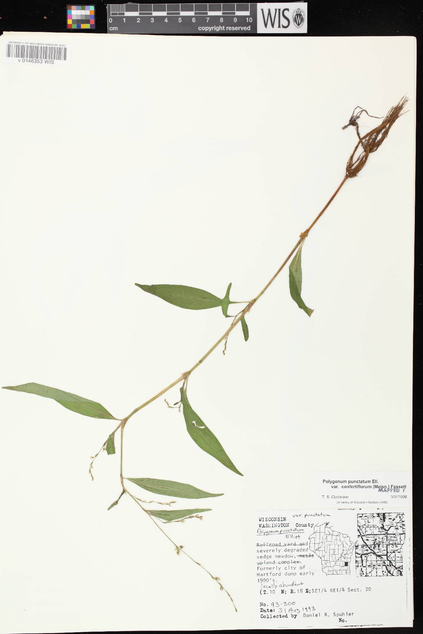 Persicaria punctata image