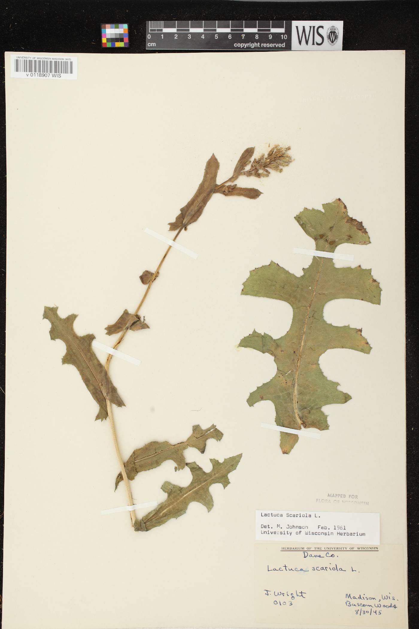Lactuca serriola image