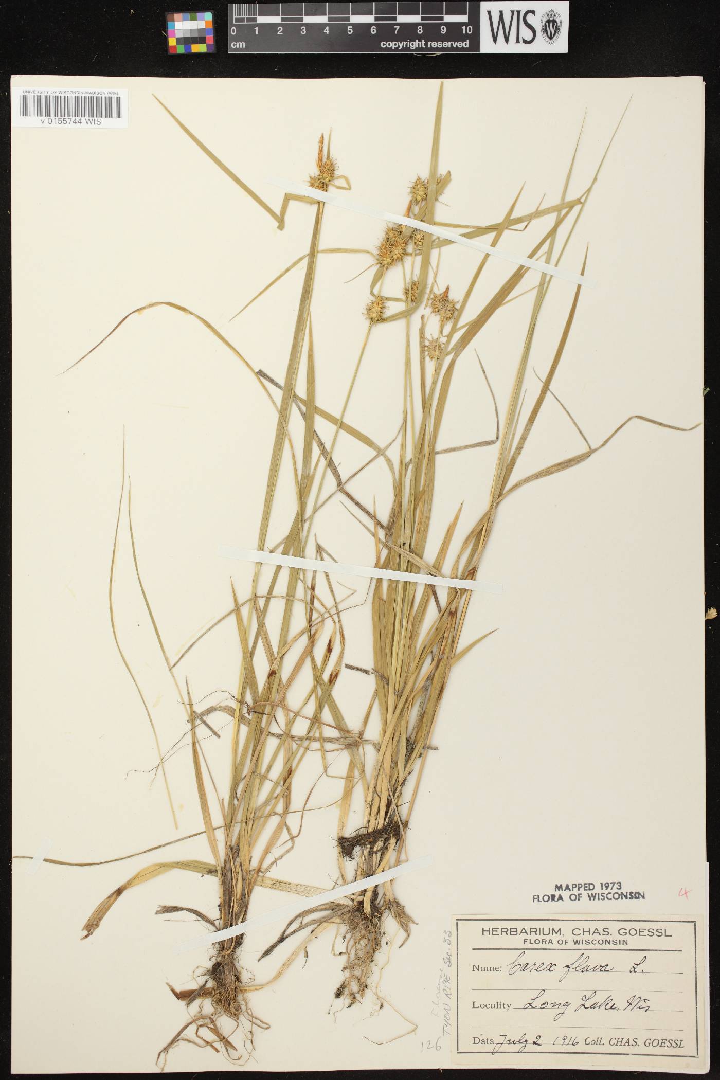 Carex flava image