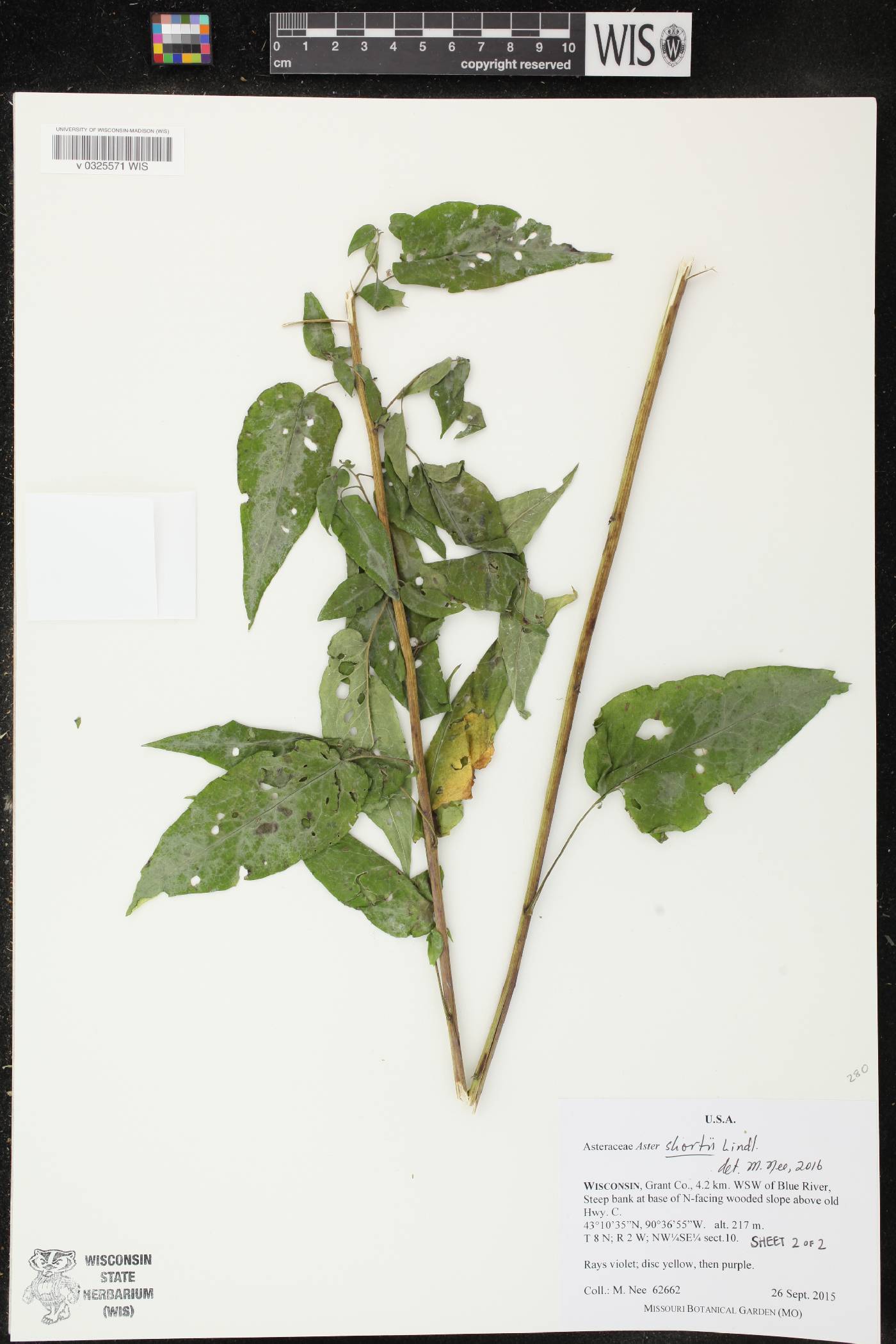Symphyotrichum shortii image