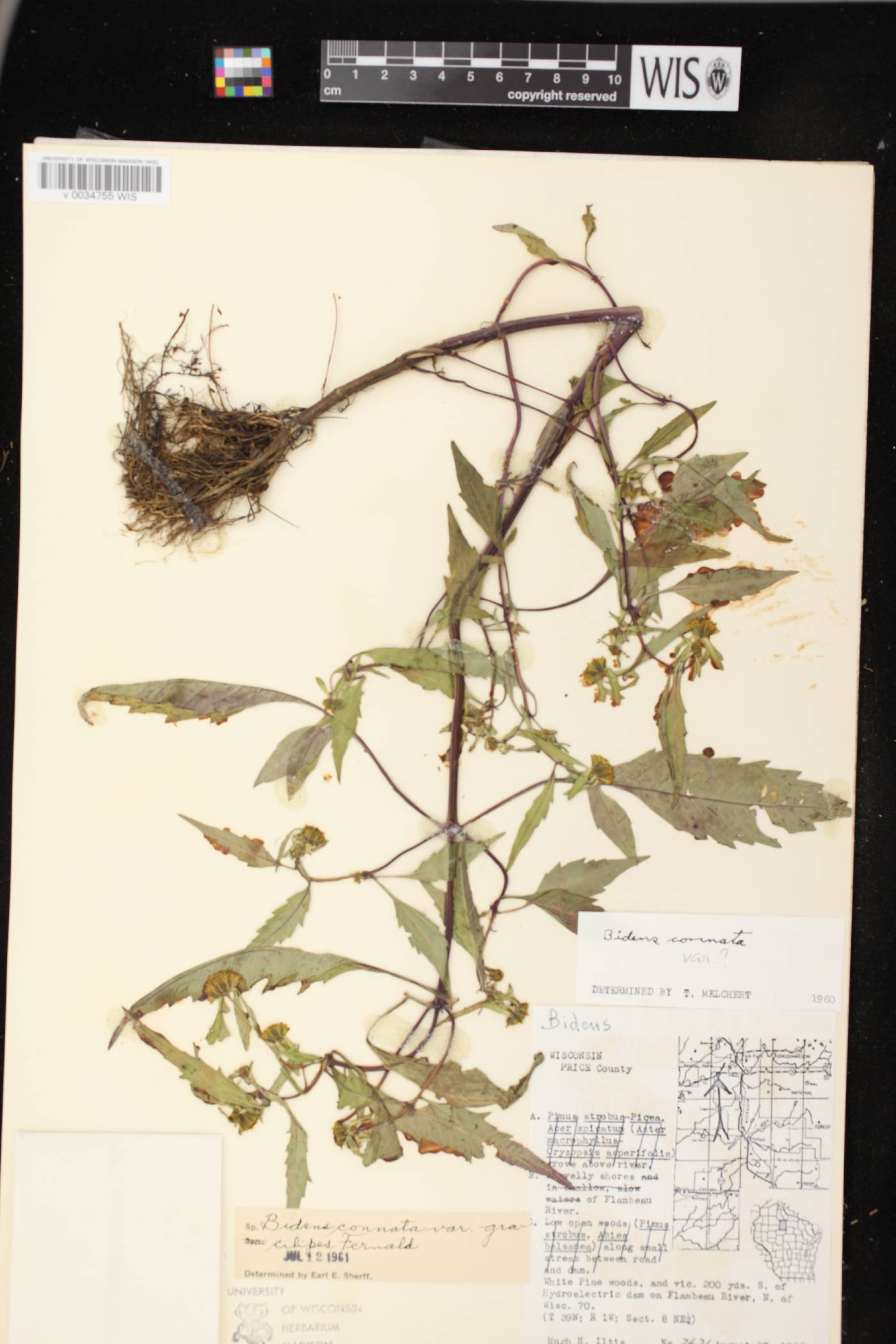Bidens connata image