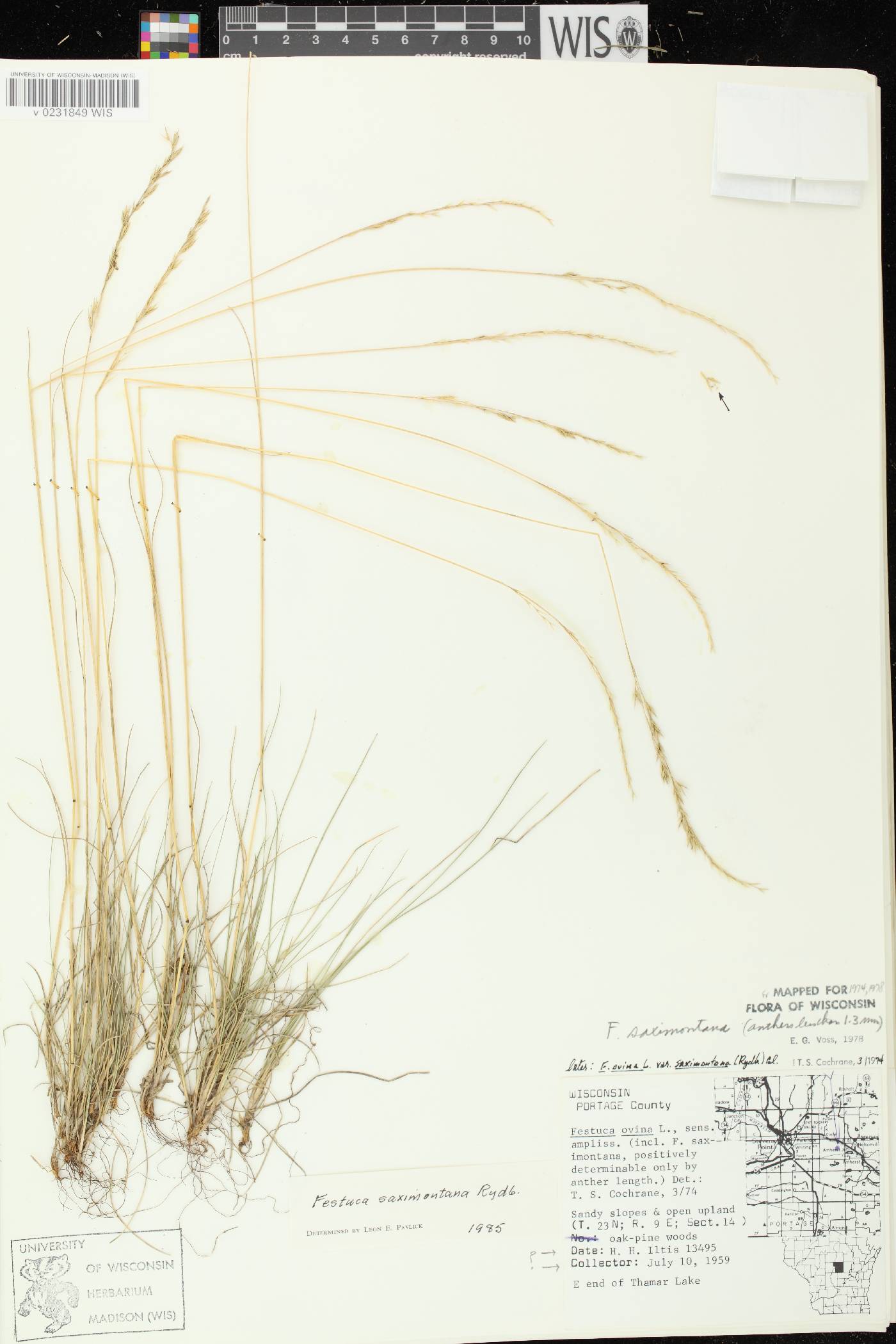 Festuca saximontana subsp. saximontana image