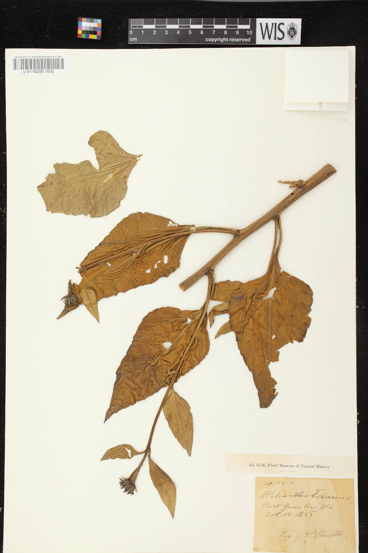 Helianthus tuberosus image