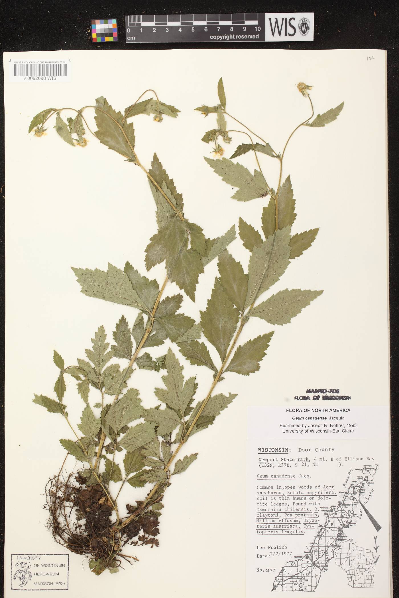 Geum canadense image