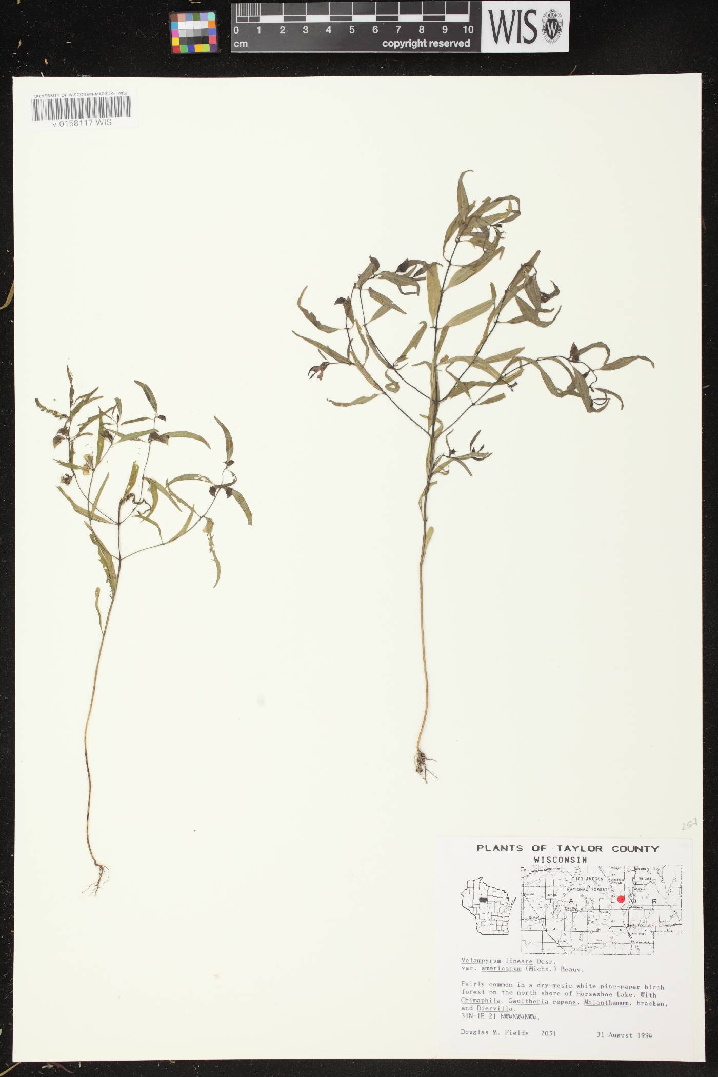 Melampyrum lineare image