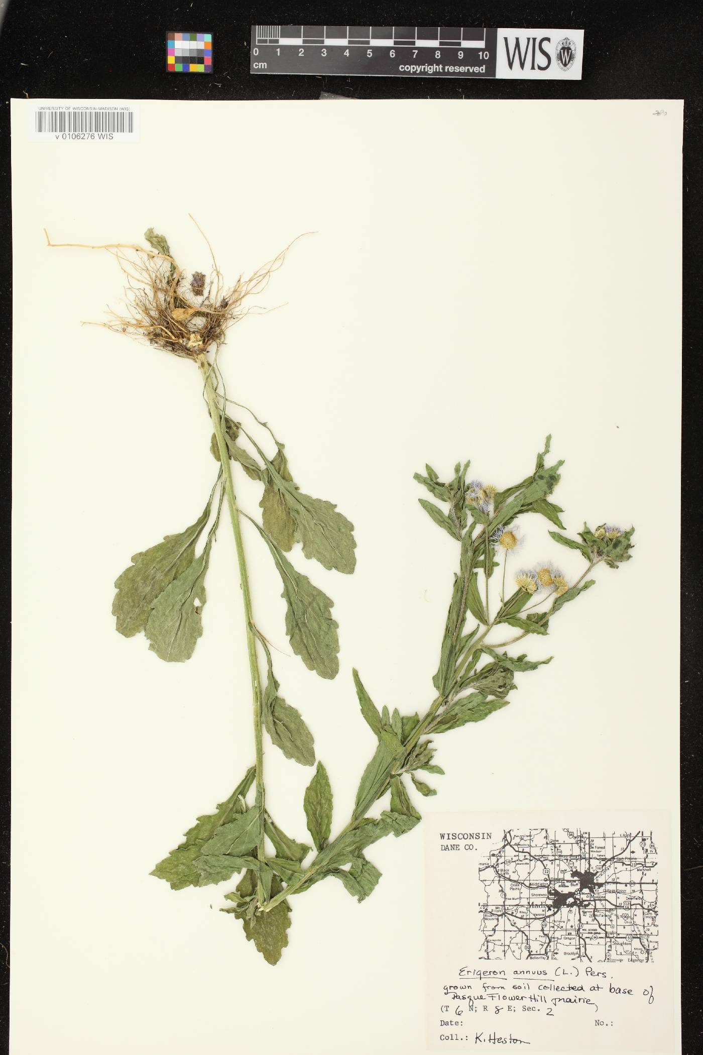Erigeron annuus image