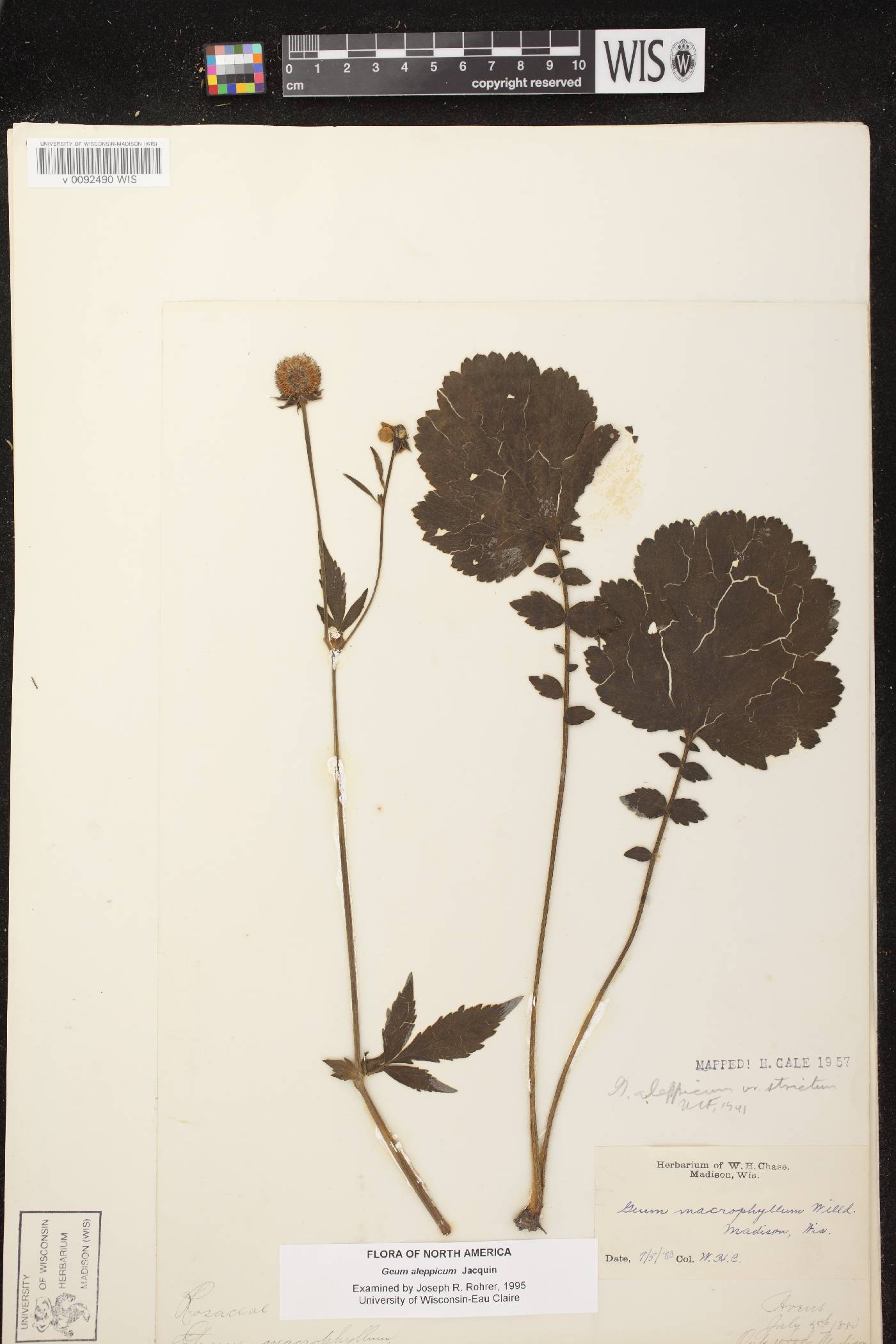 Geum aleppicum image