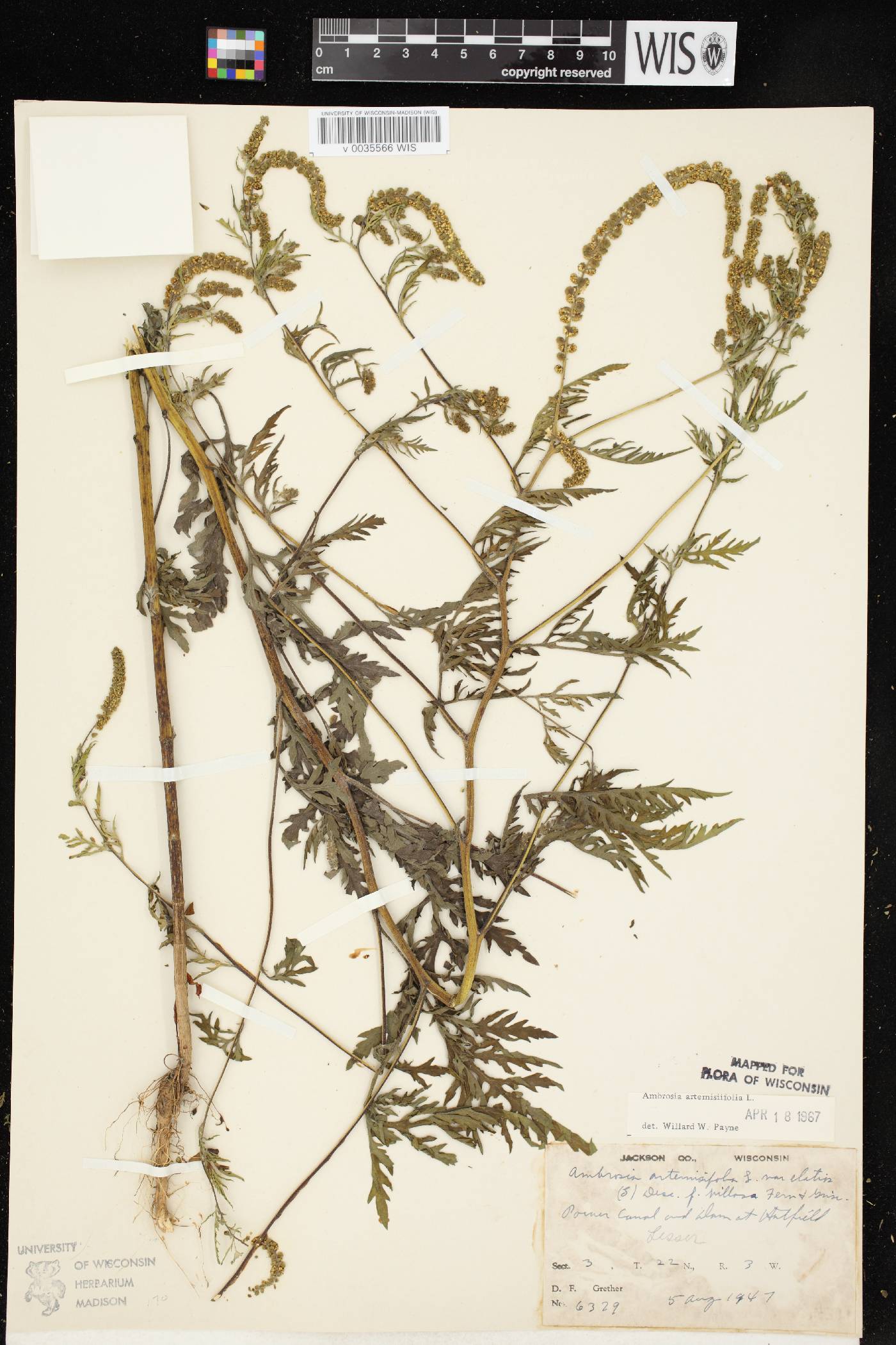 Ambrosia artemisiifolia image