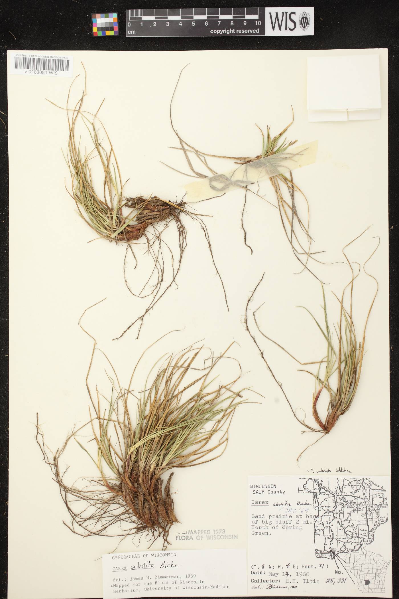 Carex umbellata image