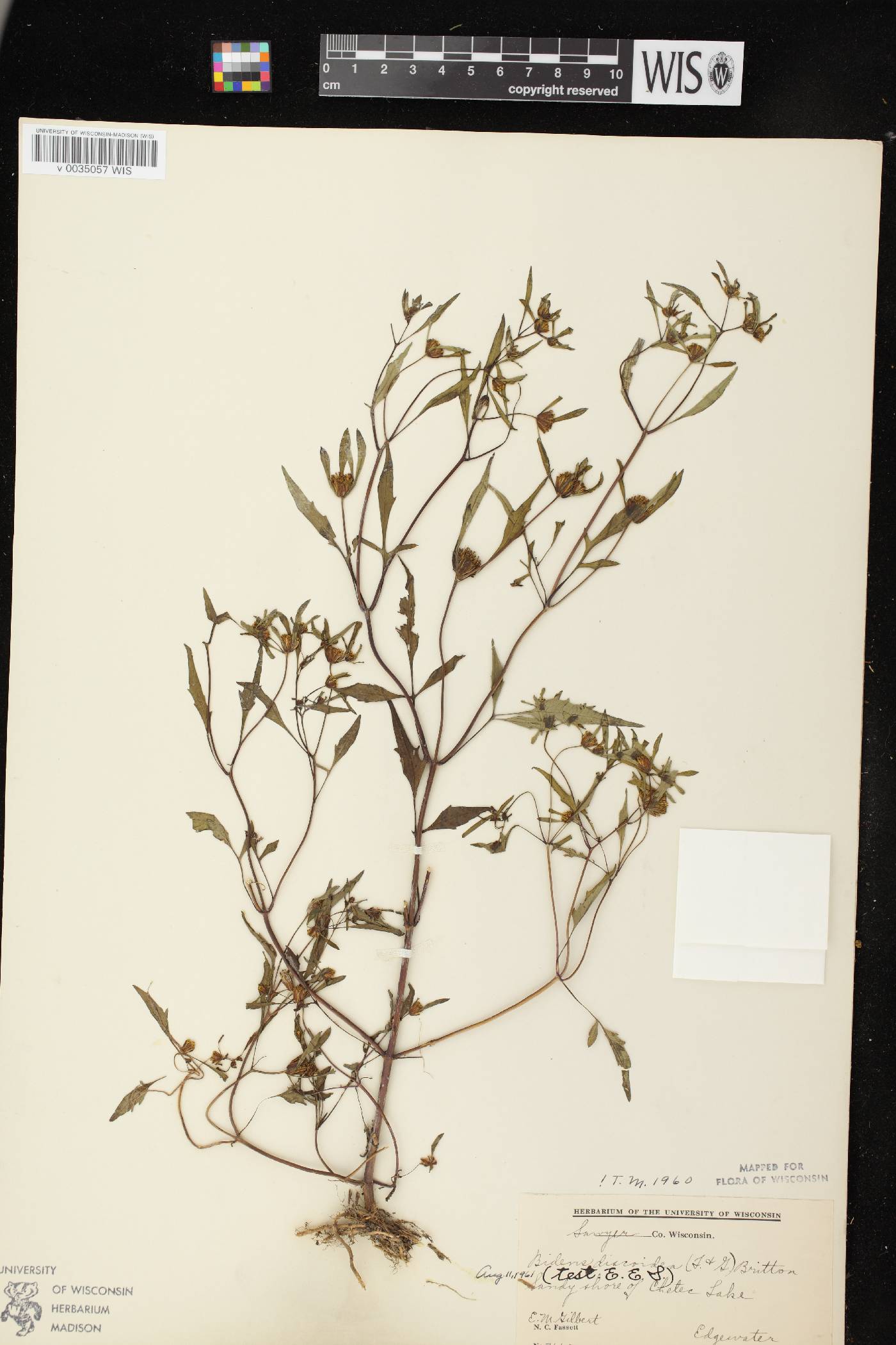 Bidens discoidea image