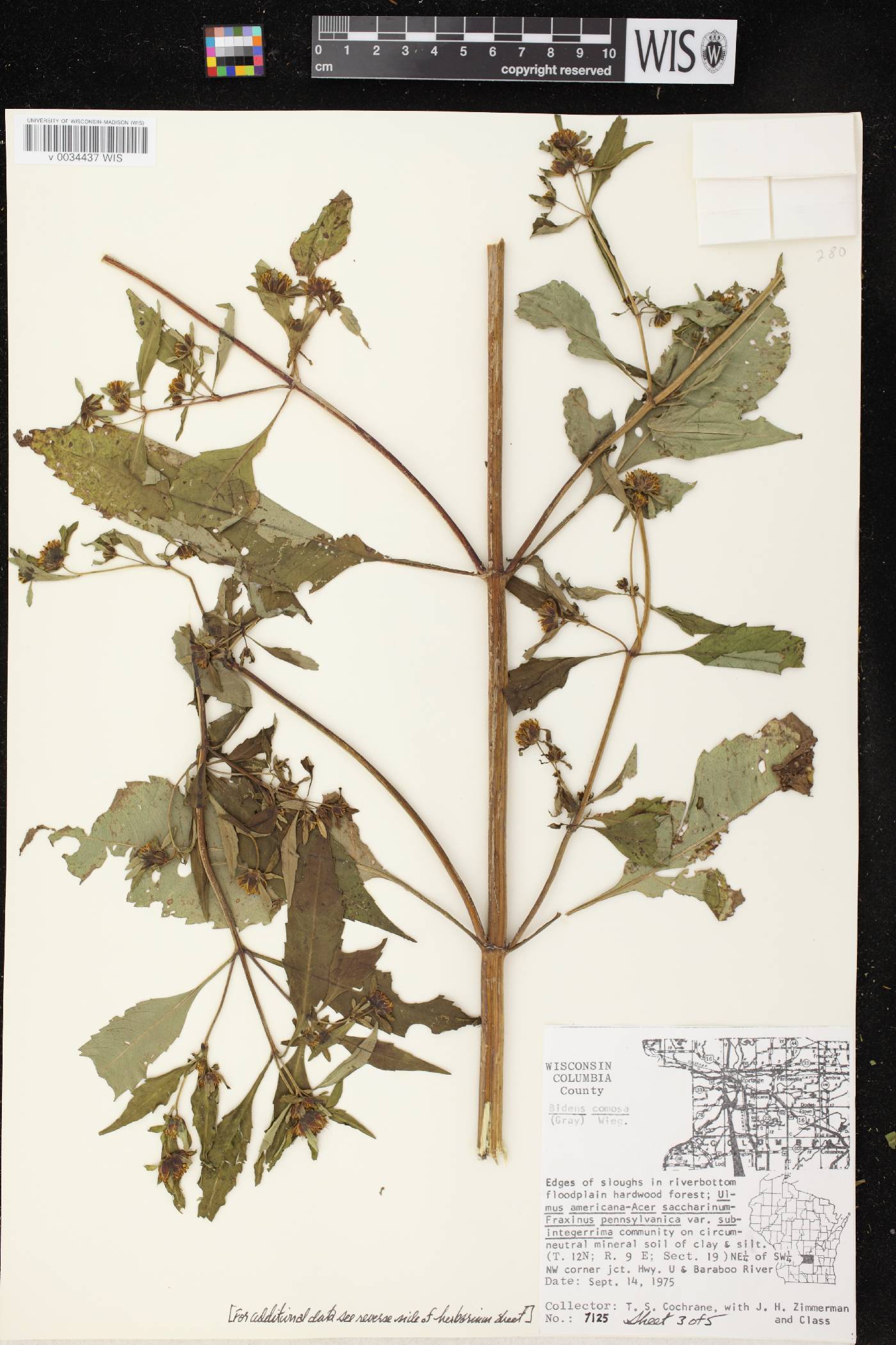Bidens tripartita image