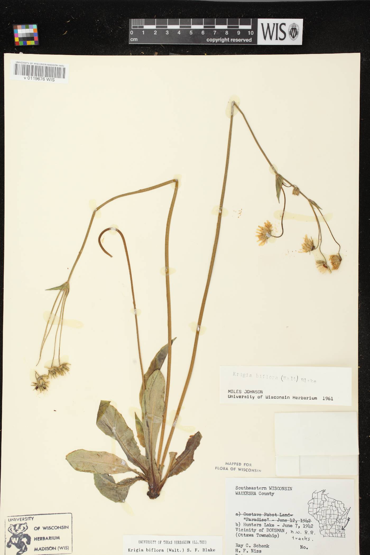 Krigia biflora image