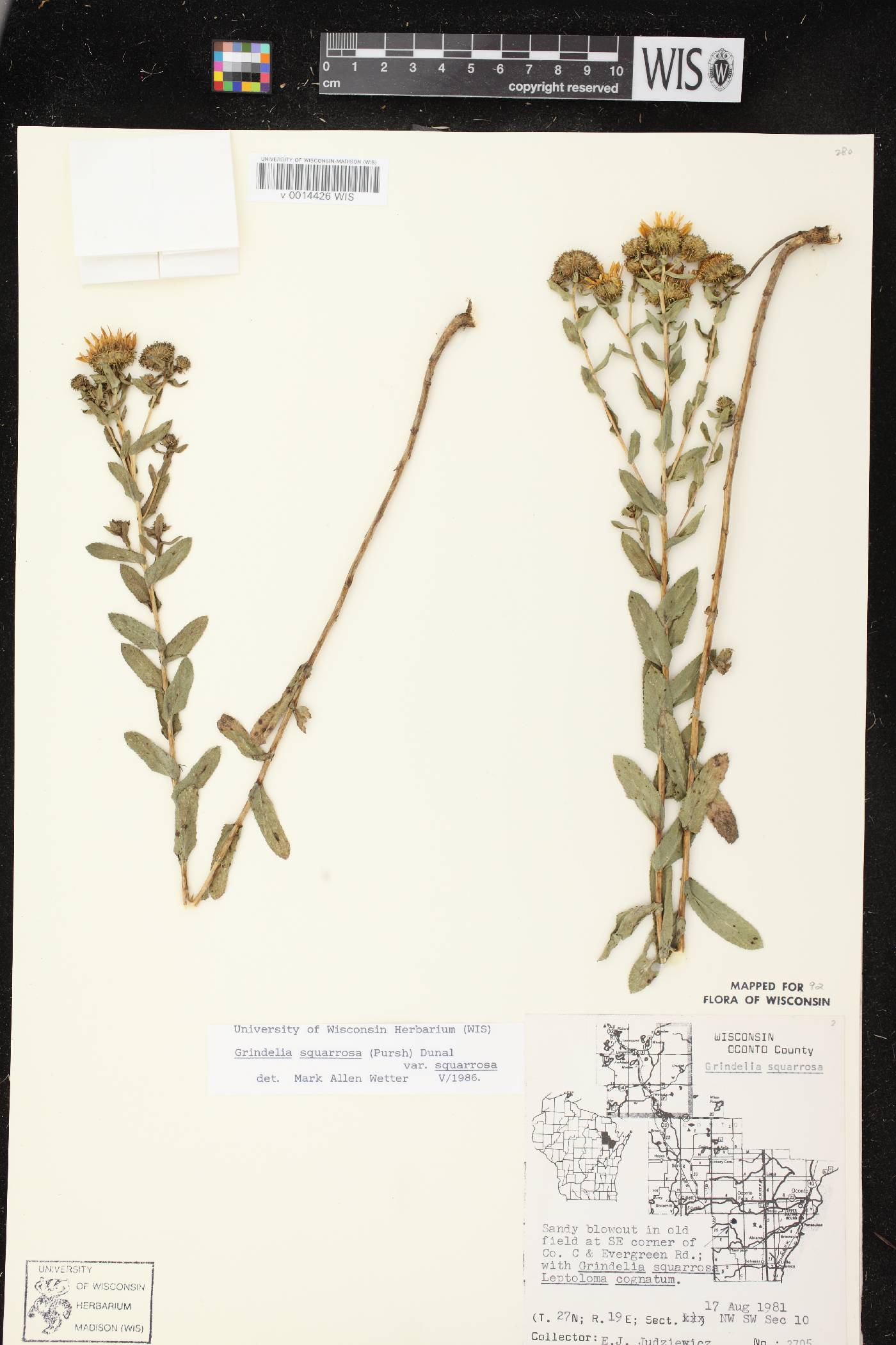 Grindelia squarrosa image