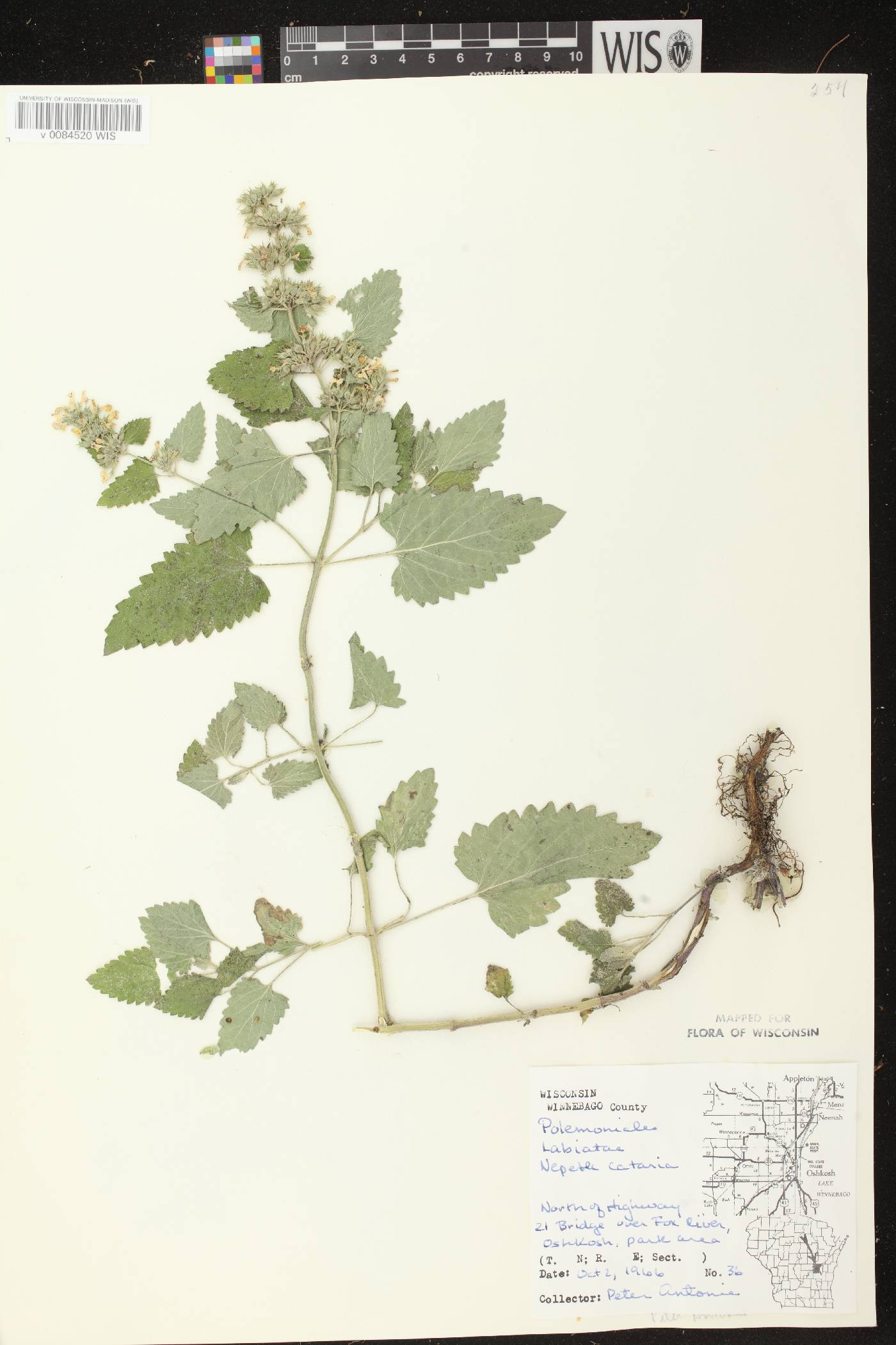 Nepeta cataria image