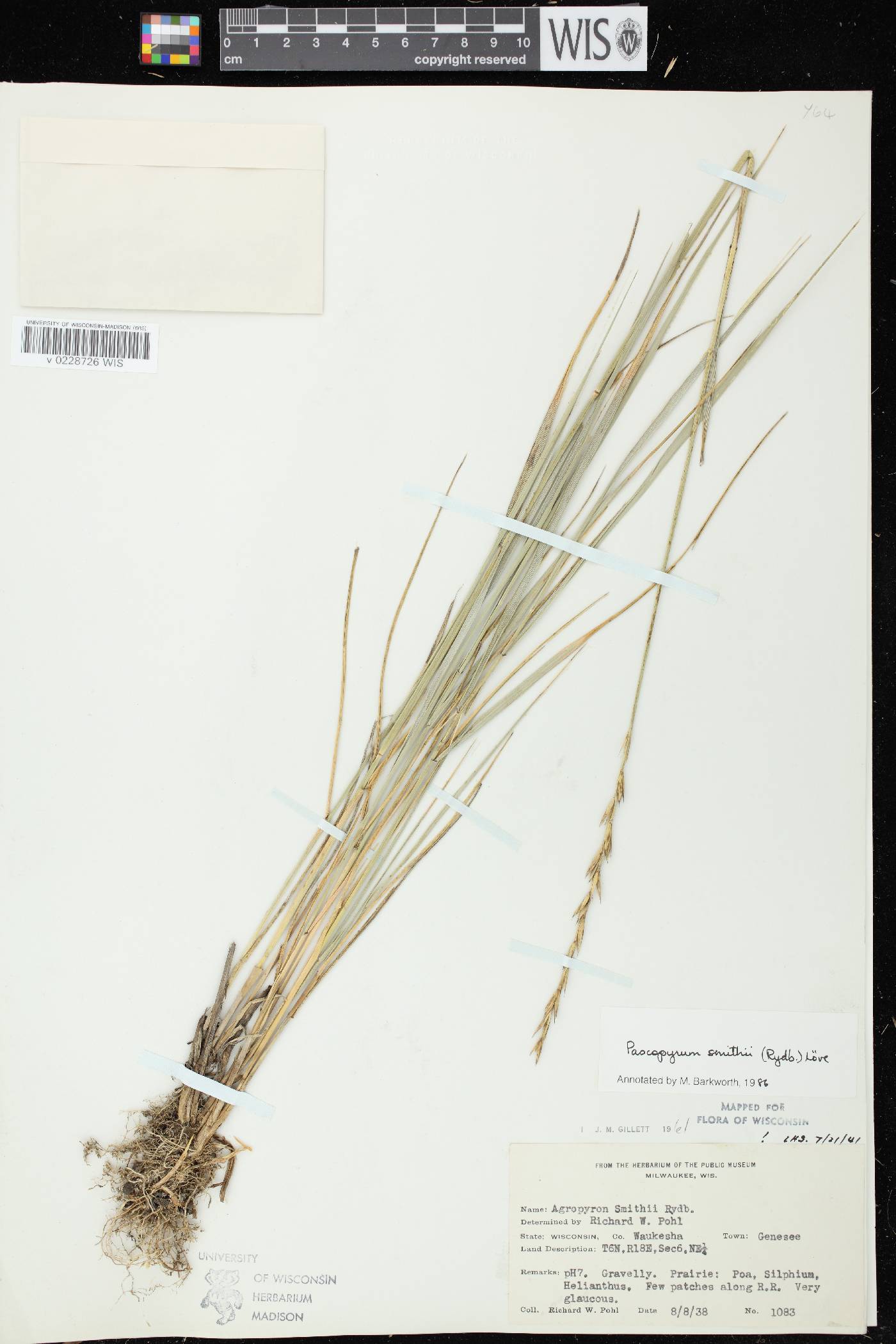 Pascopyrum smithii image