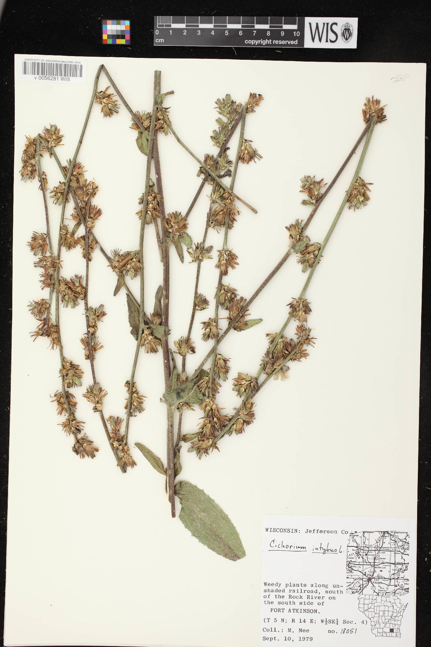 Cichorium intybus image