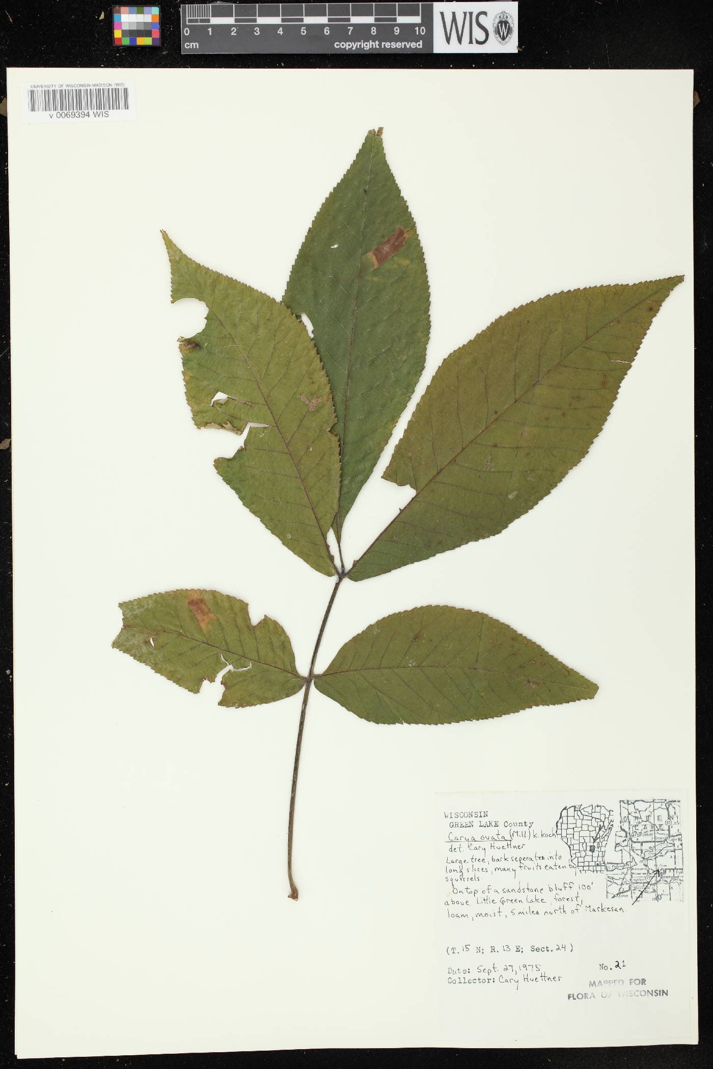 Carya ovata image