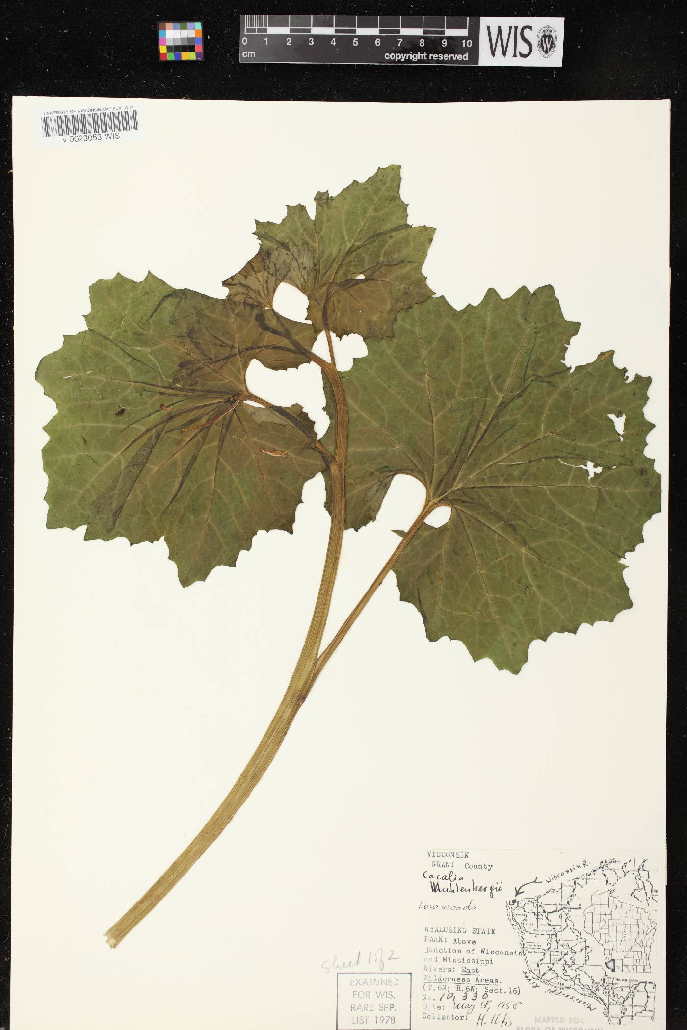Arnoglossum reniforme image