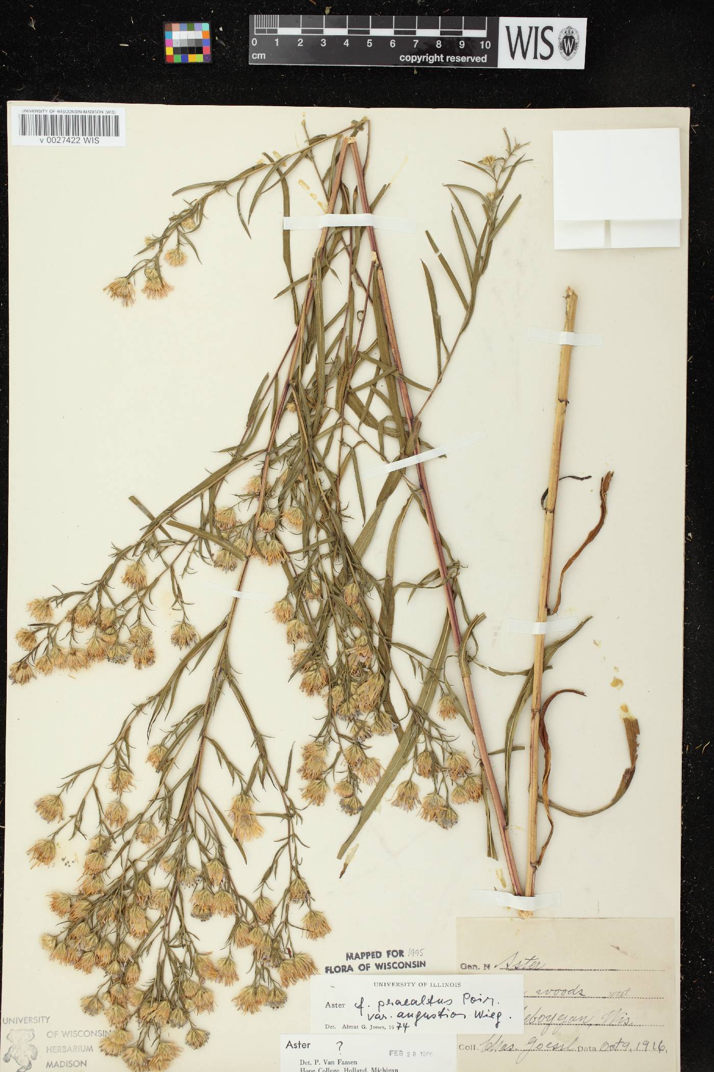 Symphyotrichum praealtum image
