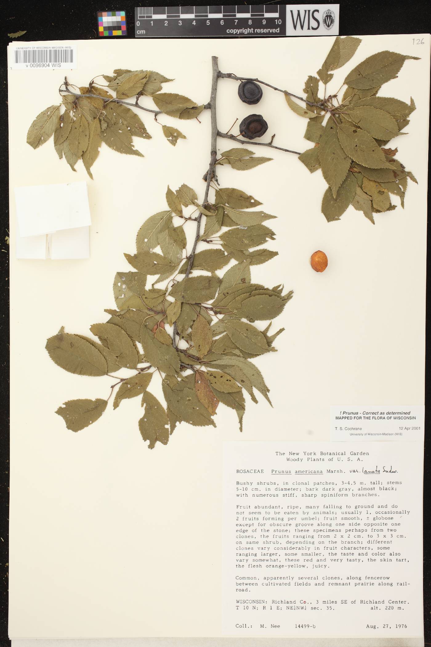 Prunus americana image
