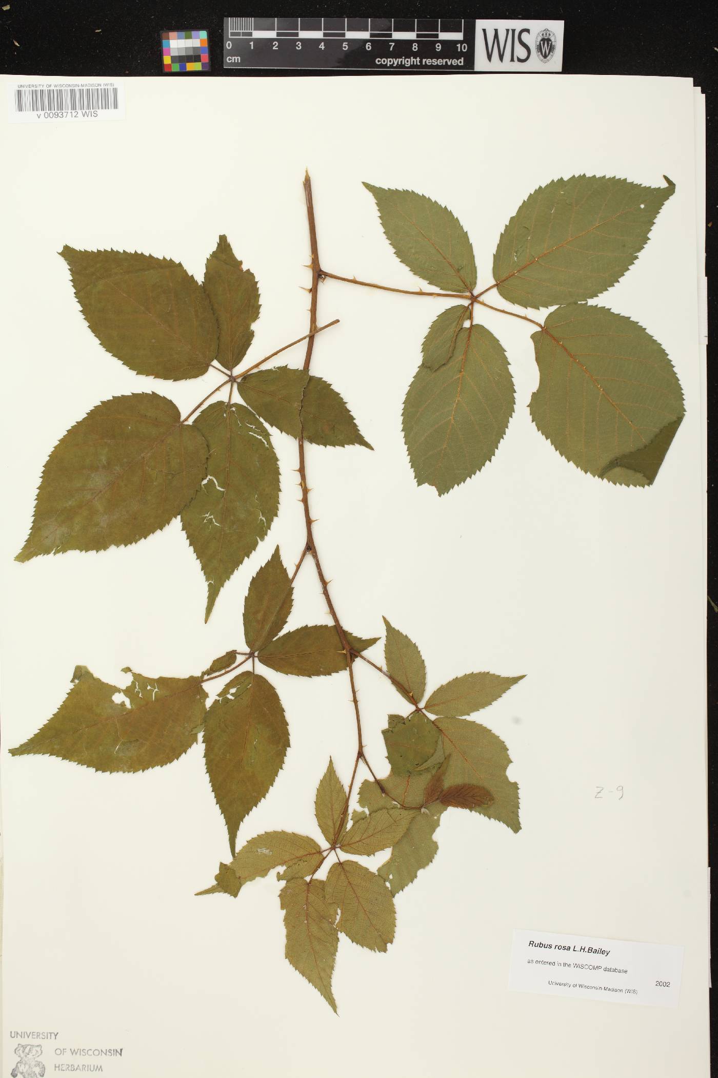 Rubus allegheniensis image