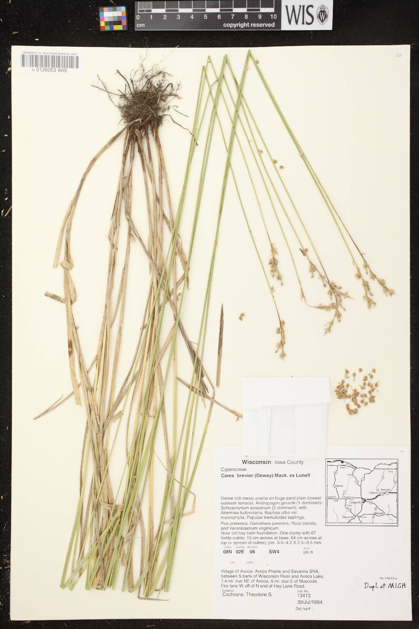 Carex brevior image