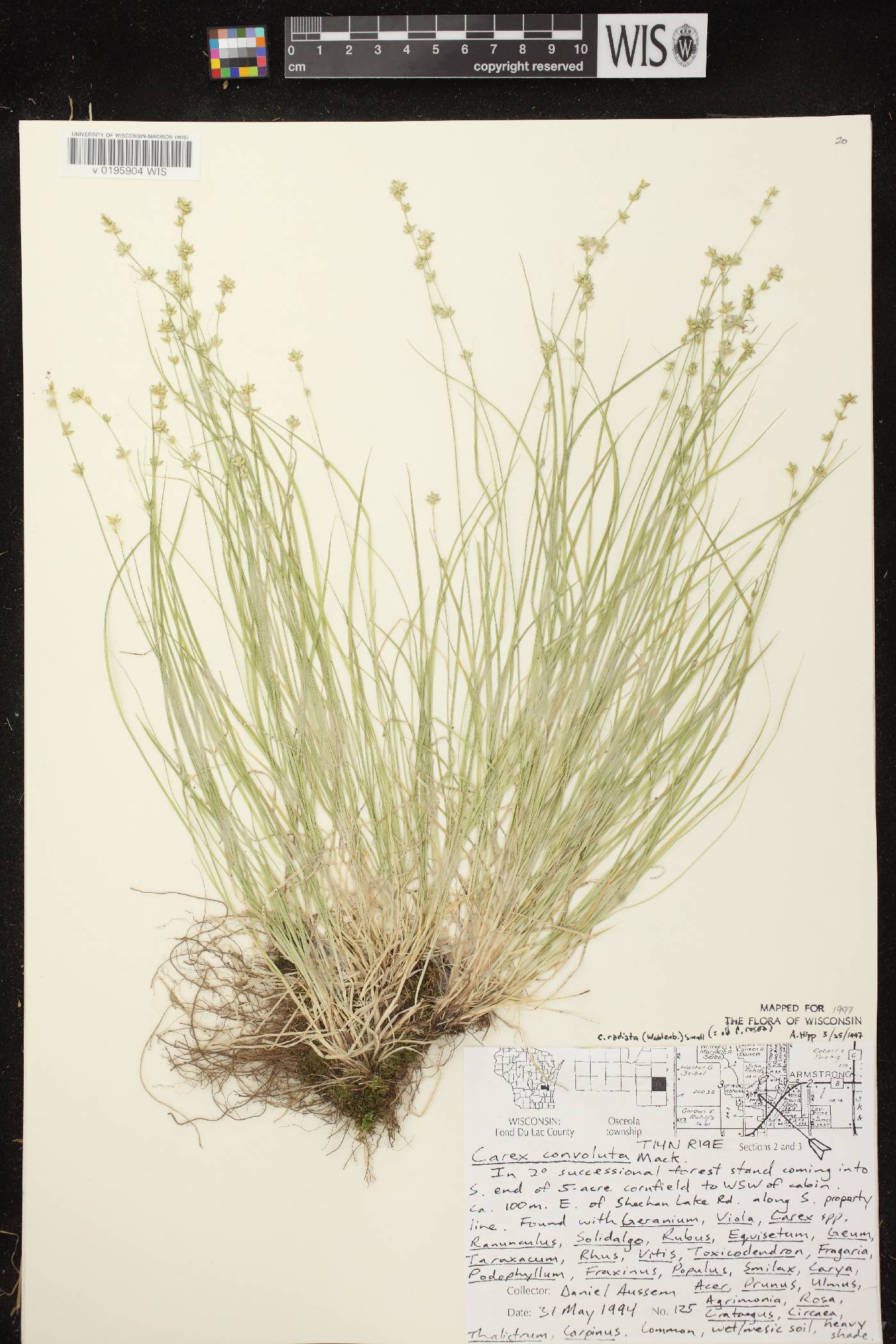 Carex radiata image