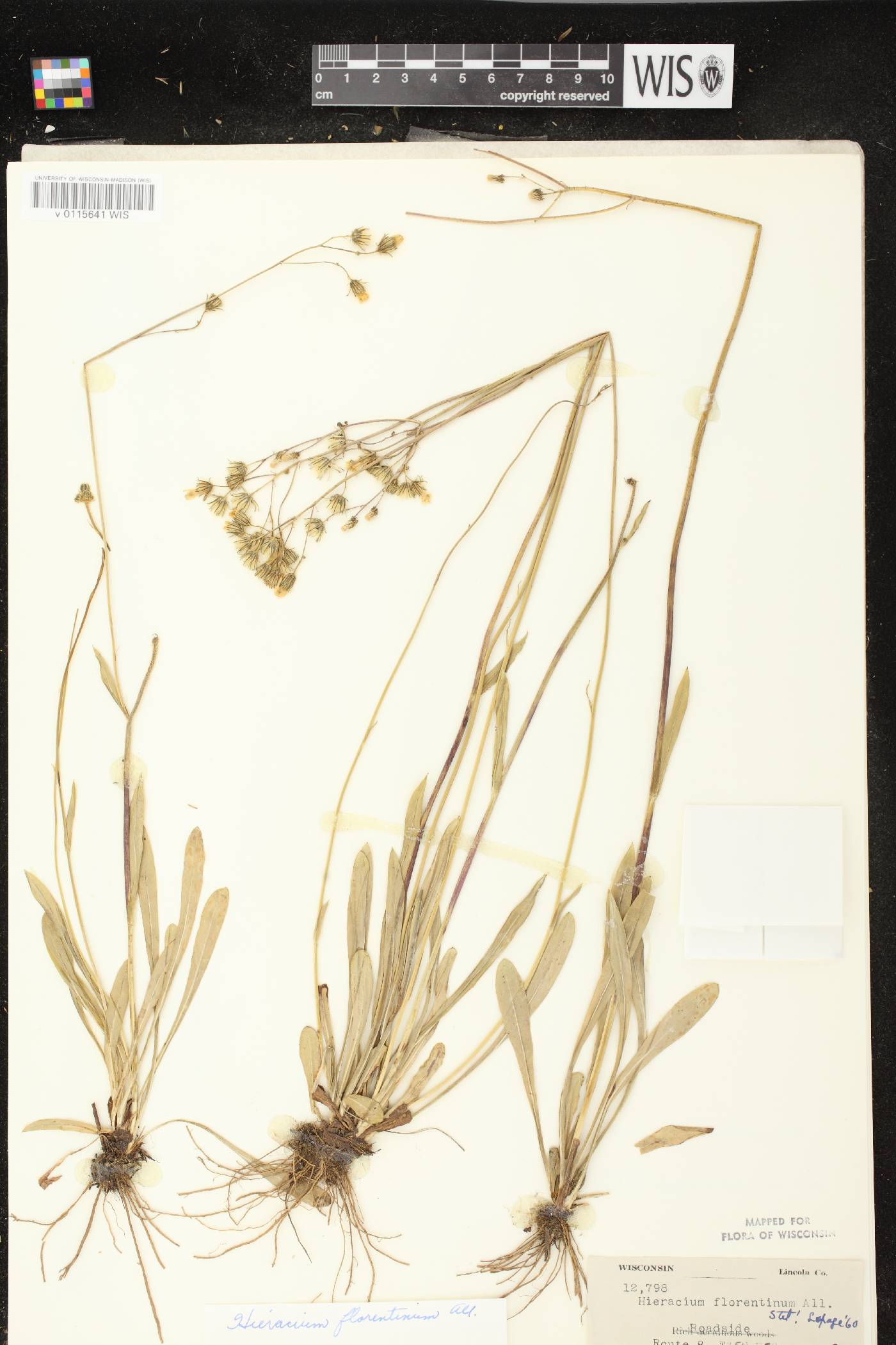 Hieracium piloselloides image
