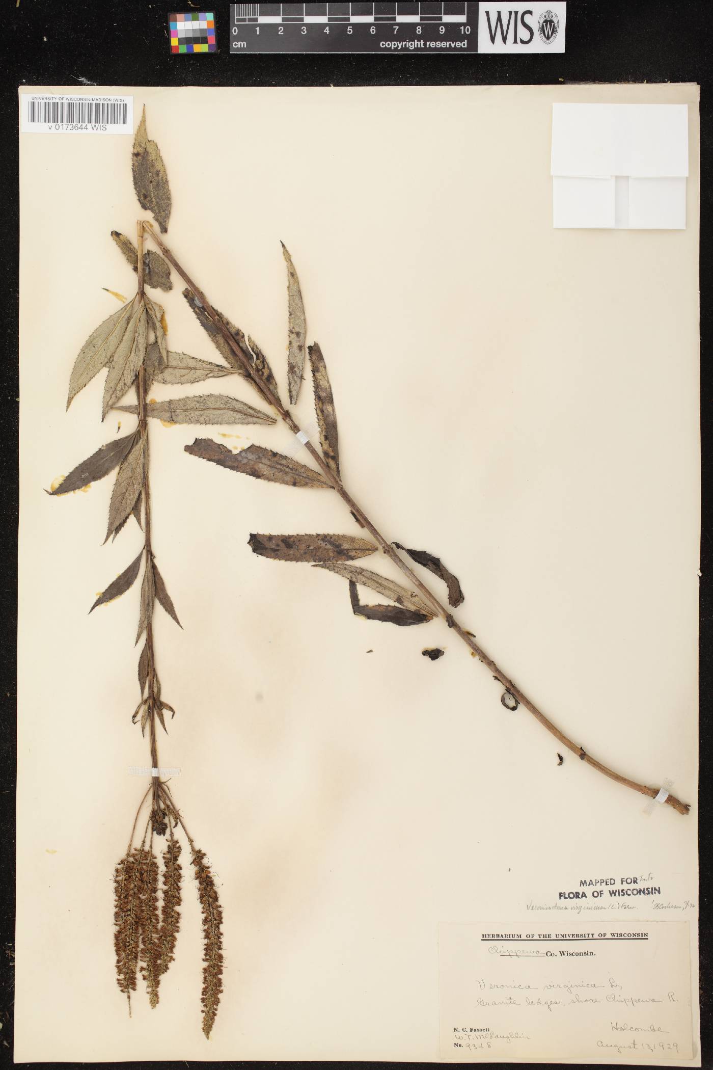 Veronicastrum virginicum image