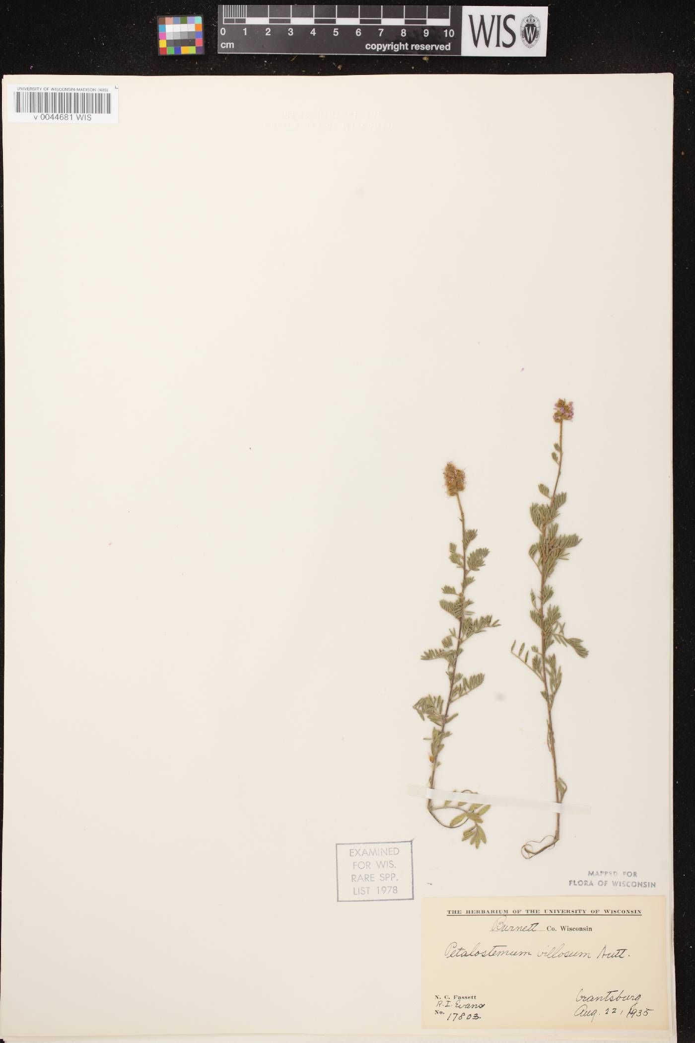 Dalea villosa var. villosa image
