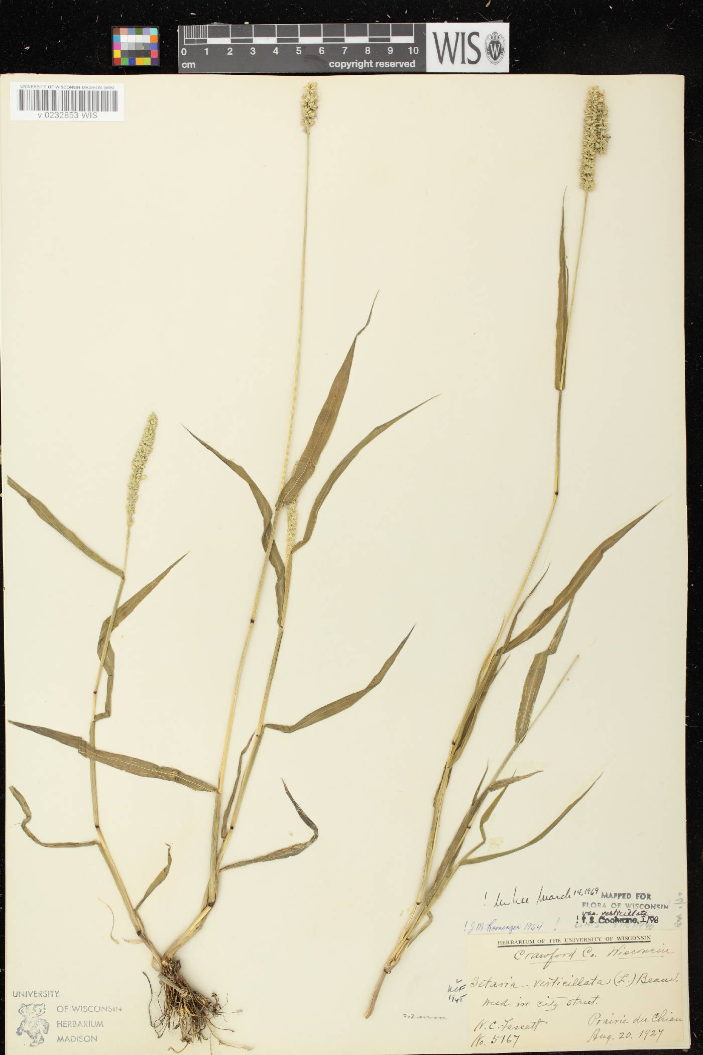 Setaria verticillata image