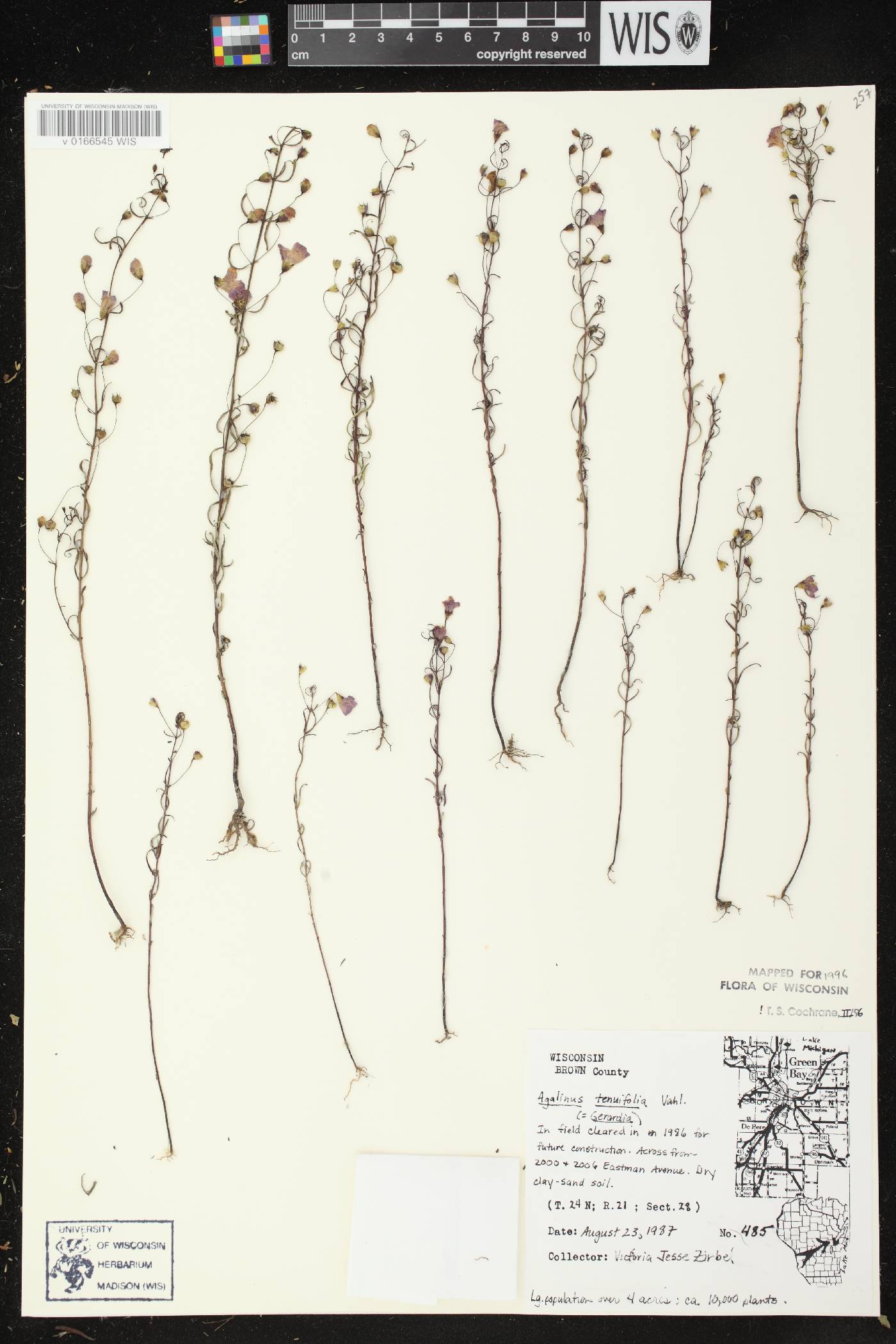 Agalinis tenuifolia image