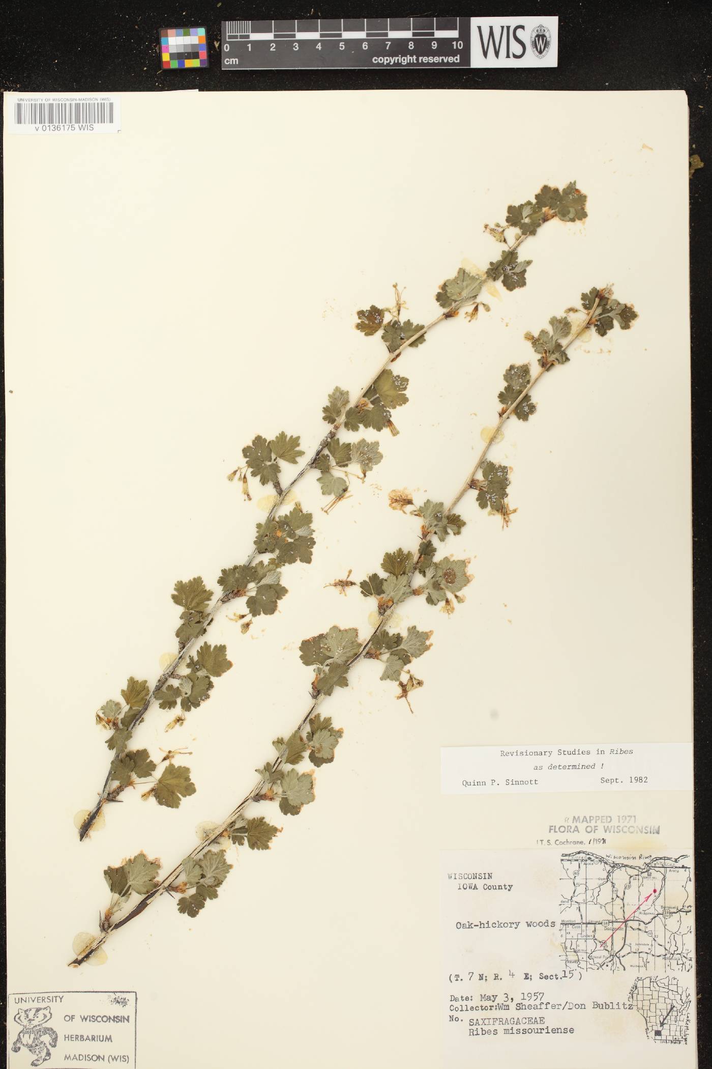Ribes missouriense image