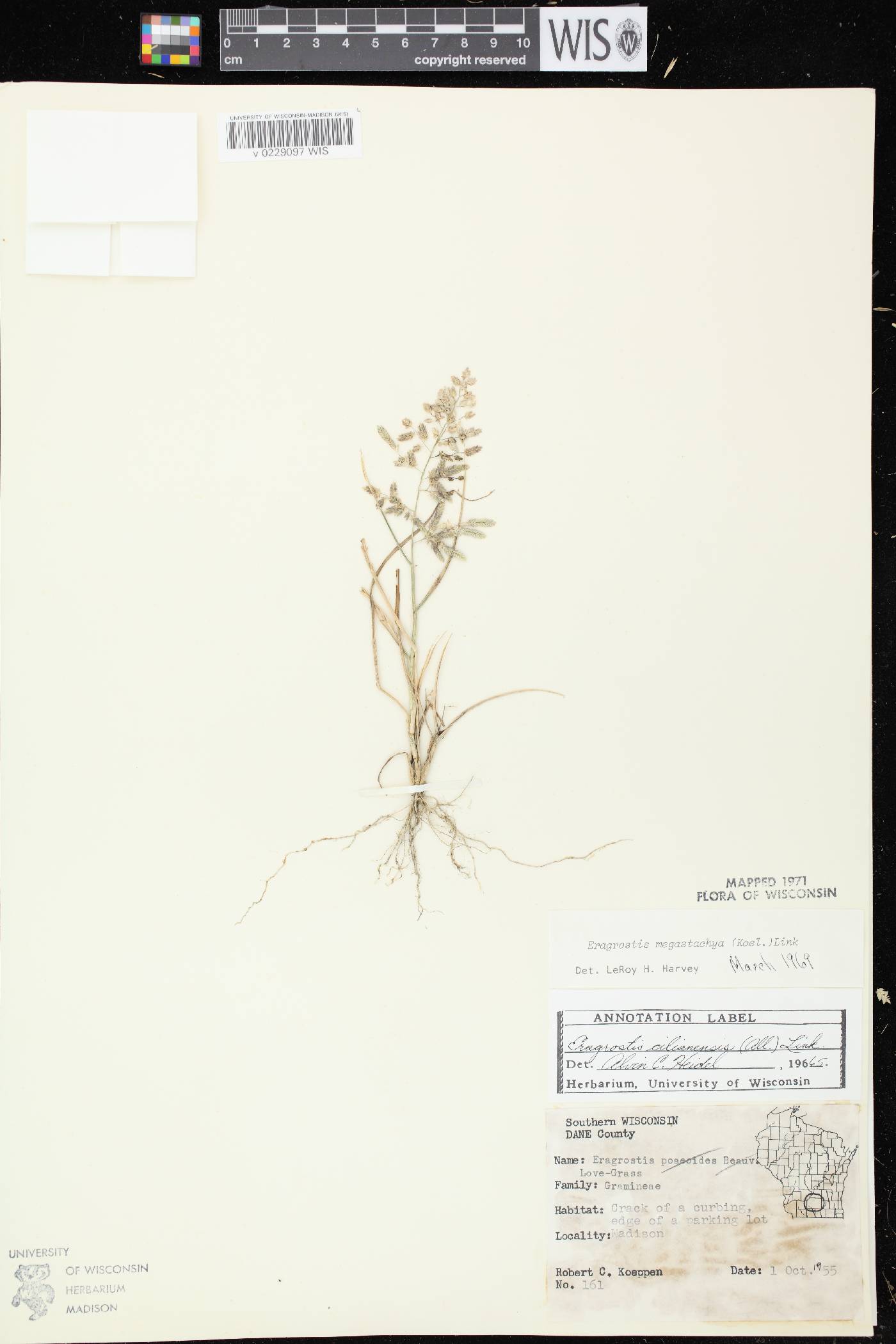 Eragrostis cilianensis image