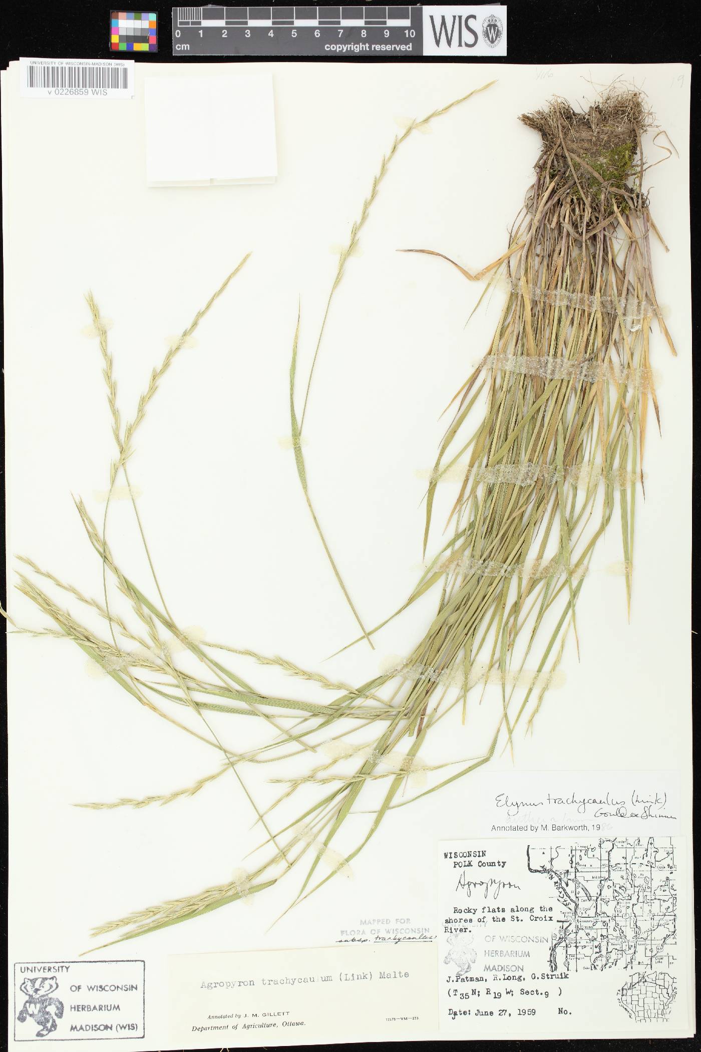 Elymus trachycaulus subsp. trachycaulus image