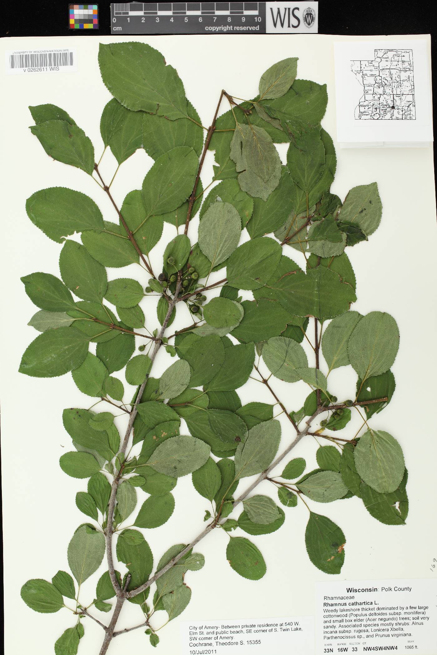 Rhamnus cathartica image