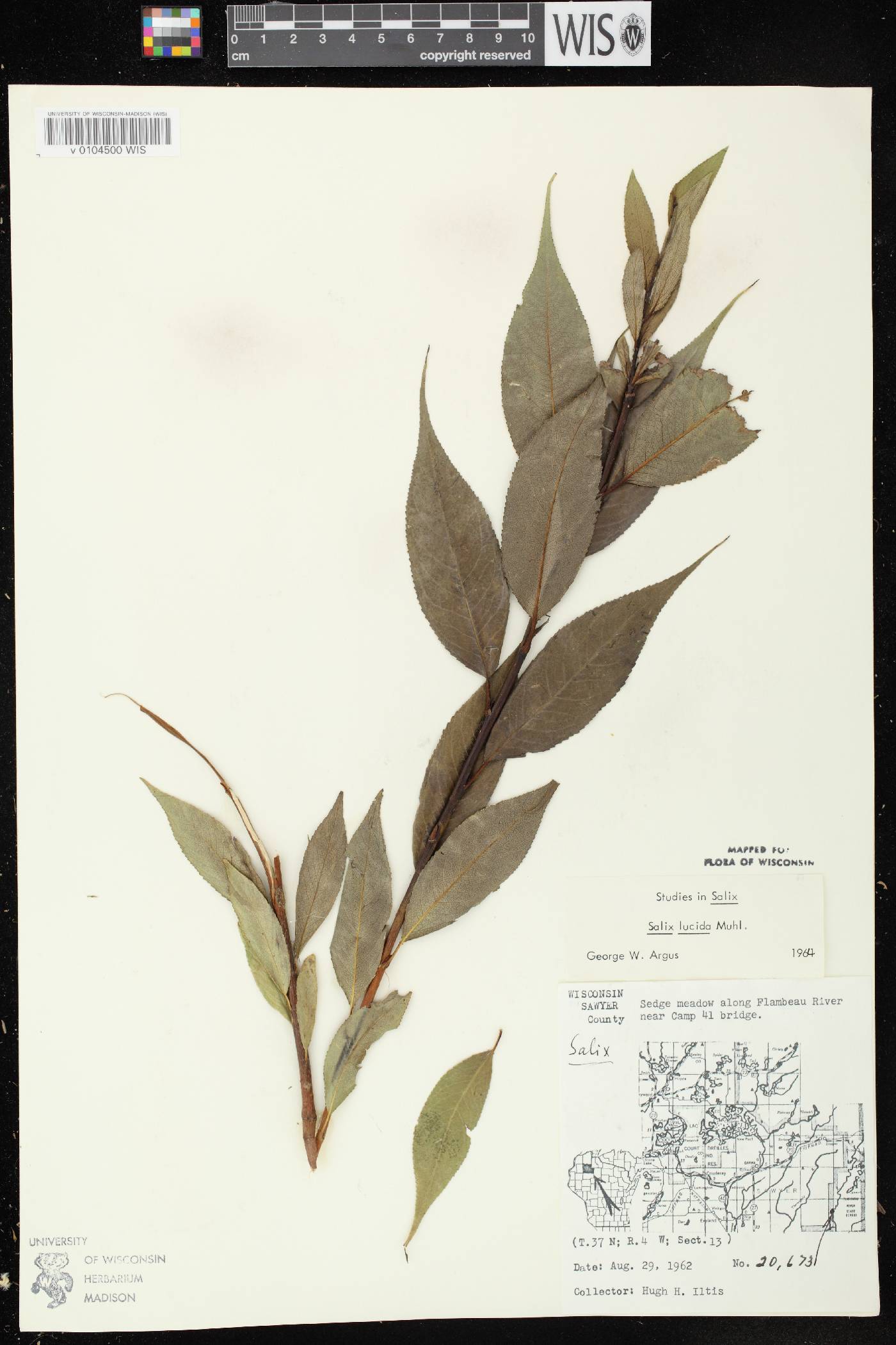 Salix lucida image