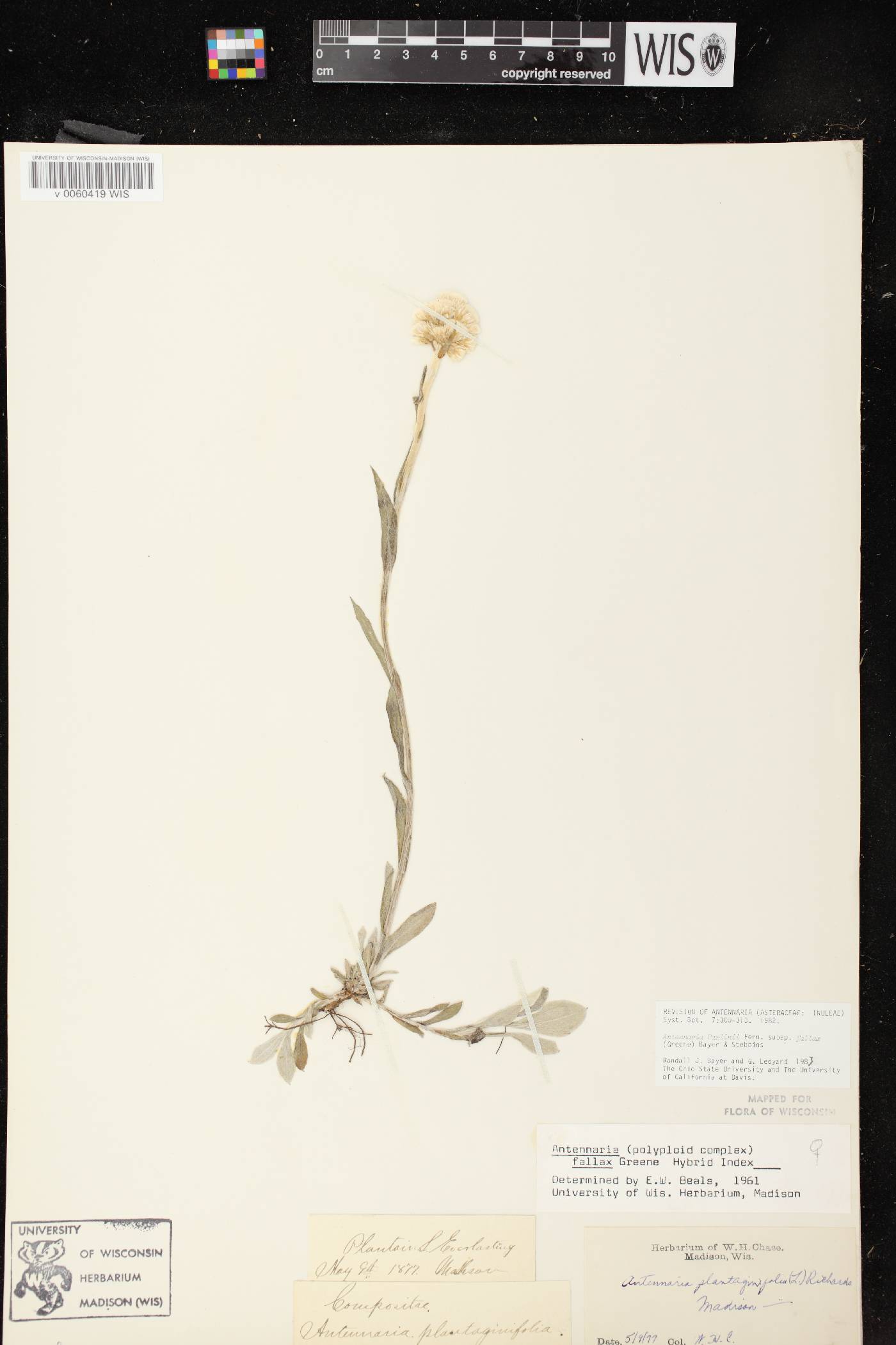 Antennaria parlinii subsp. fallax image