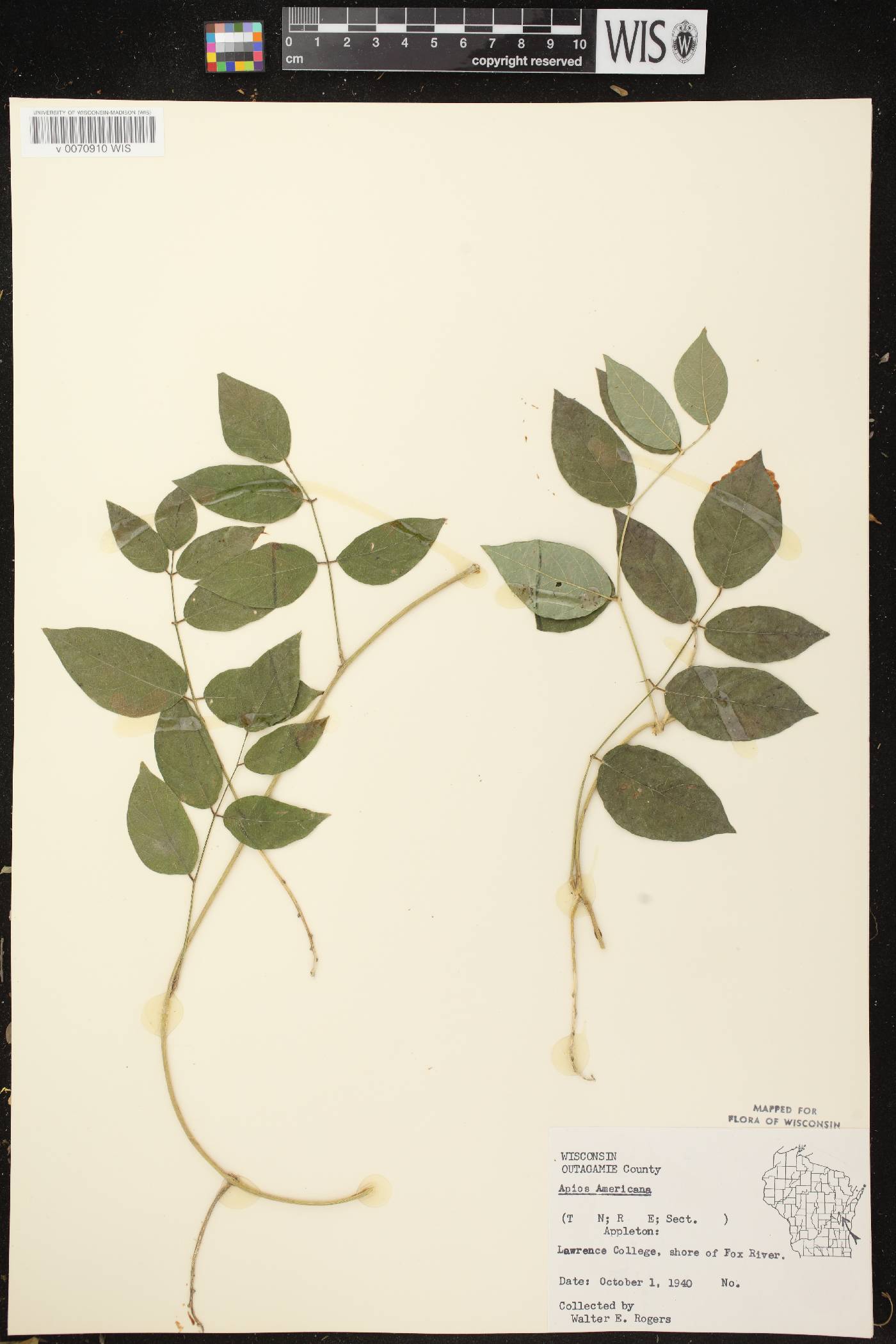 Apios americana image