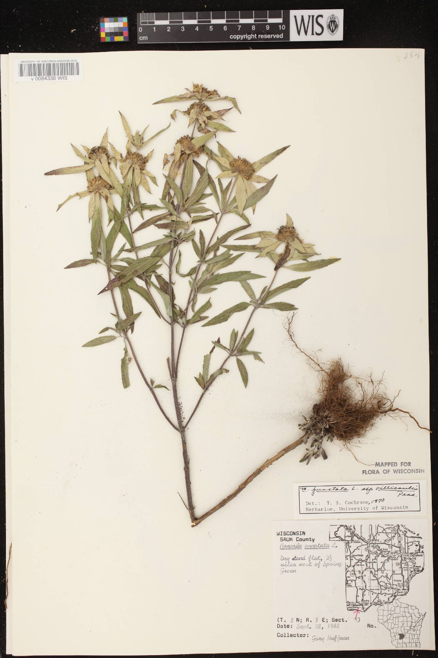 Monarda punctata var. villicaulis image
