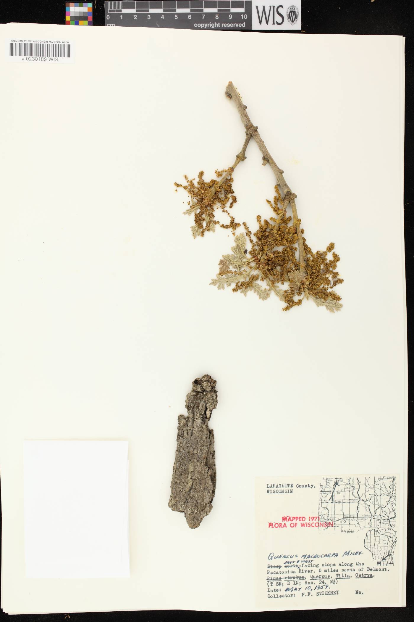 Quercus macrocarpa image