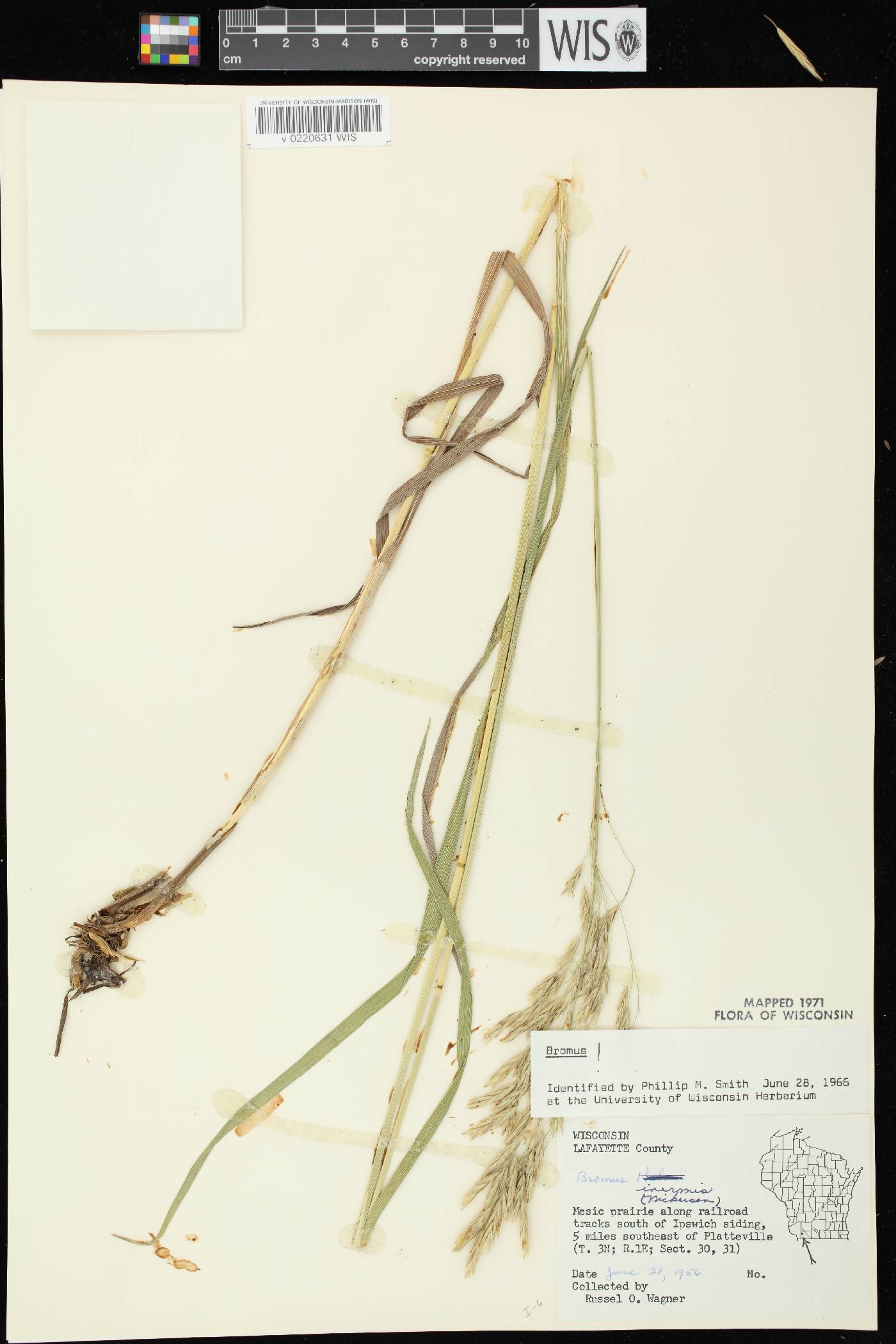 Bromus inermis image