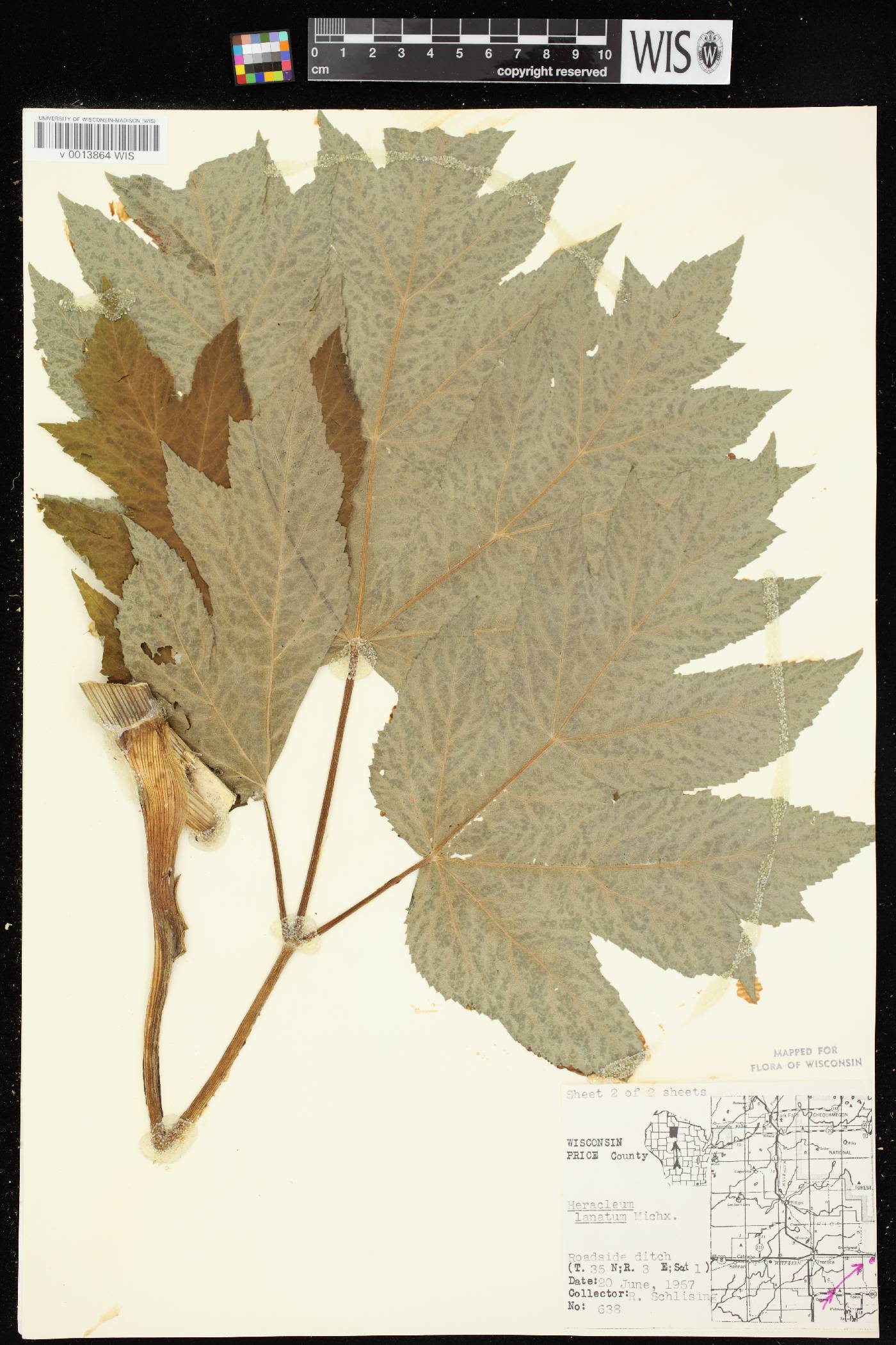 Heracleum maximum image