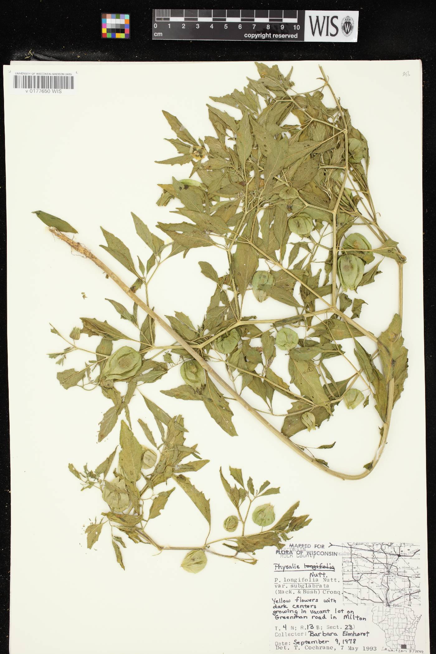 Physalis longifolia image