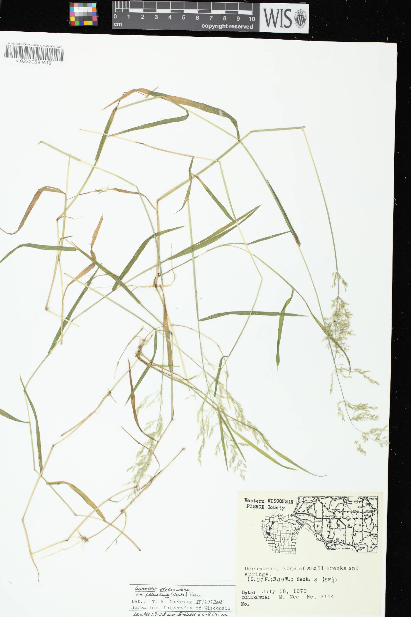 Agrostis stolonifera image